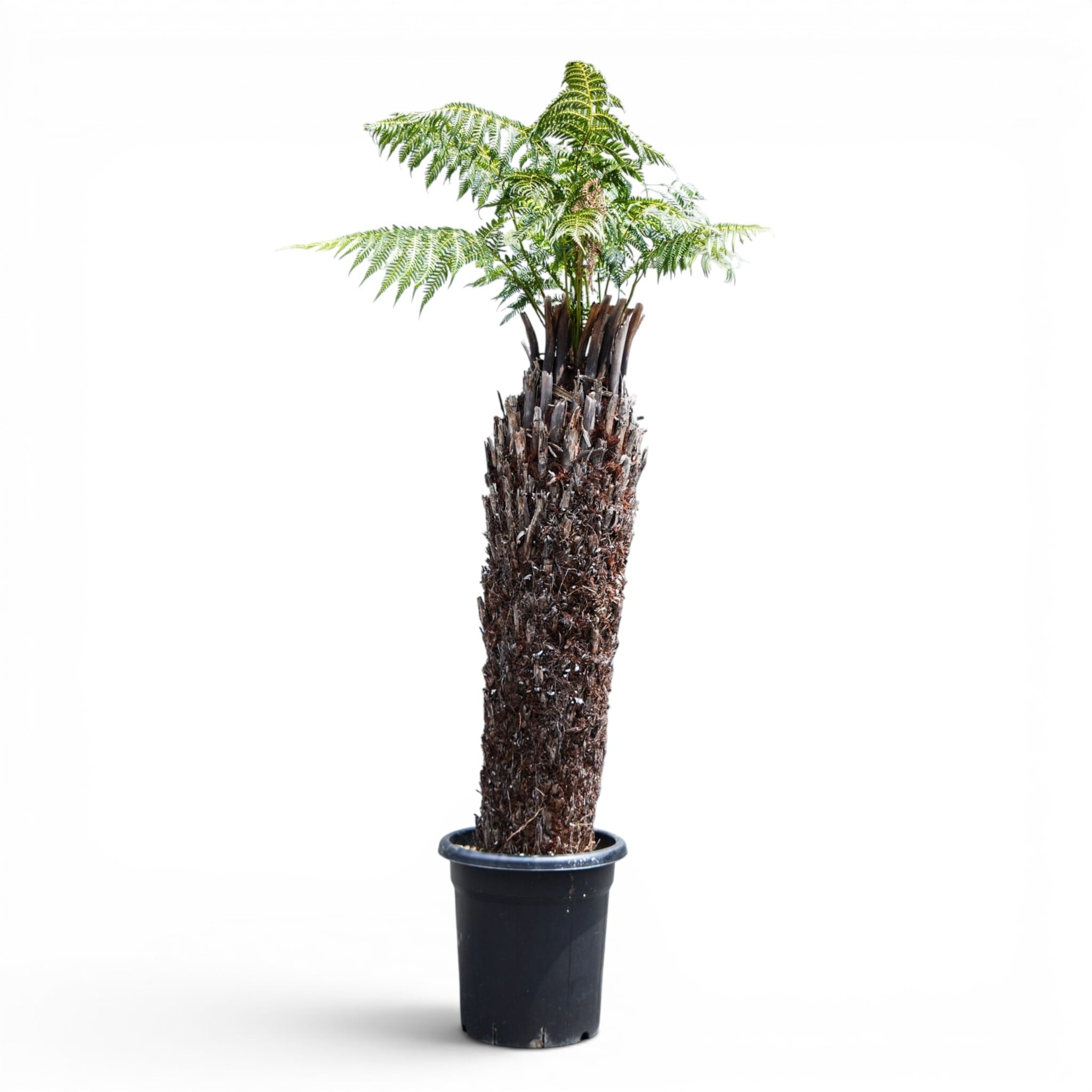 Dicksonia antarctica ディクソニア アンタルクティカ 10 木性シダ 全高130cm