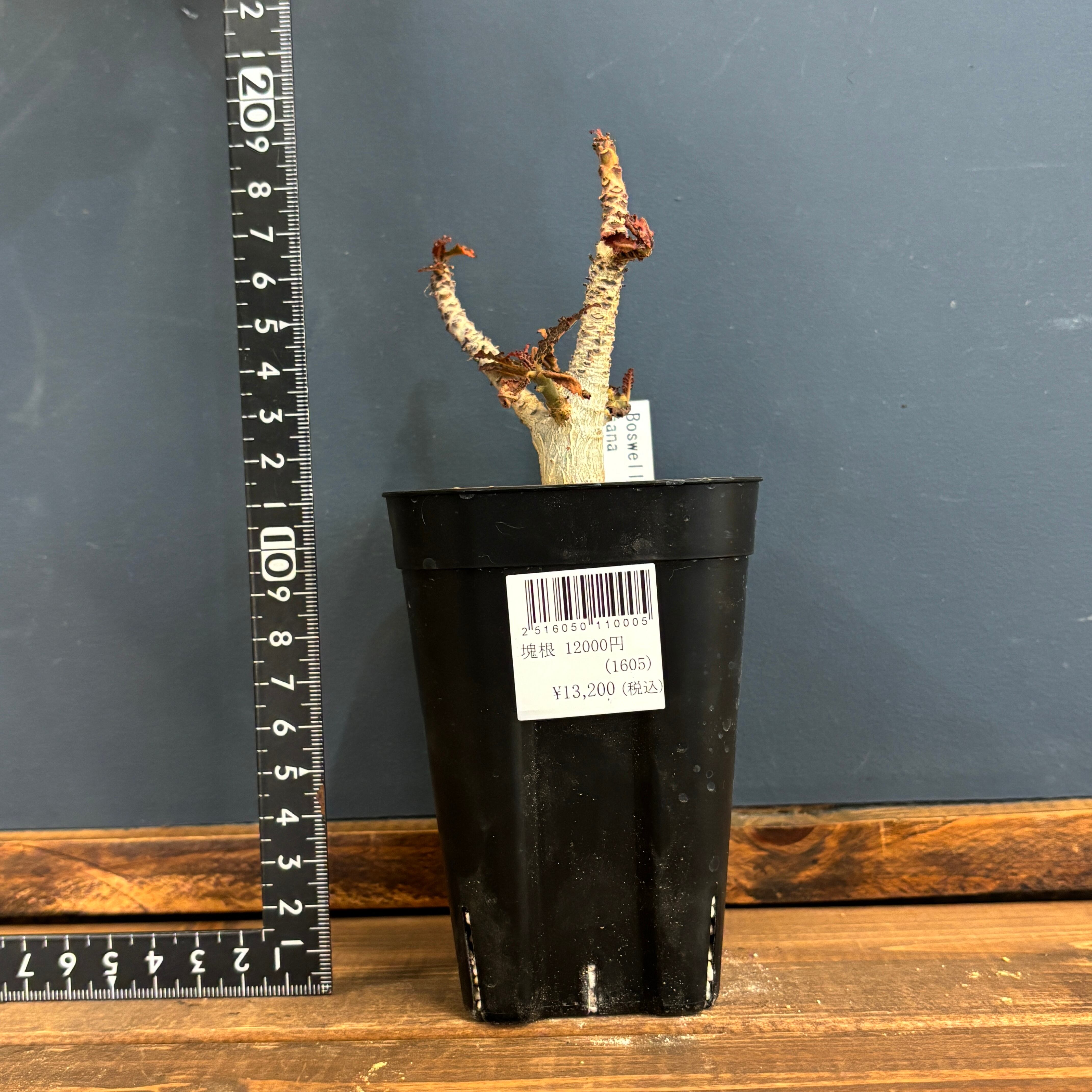 ボスウェリア ナナ【1046】 | PROTOLEAF プロトリーフ