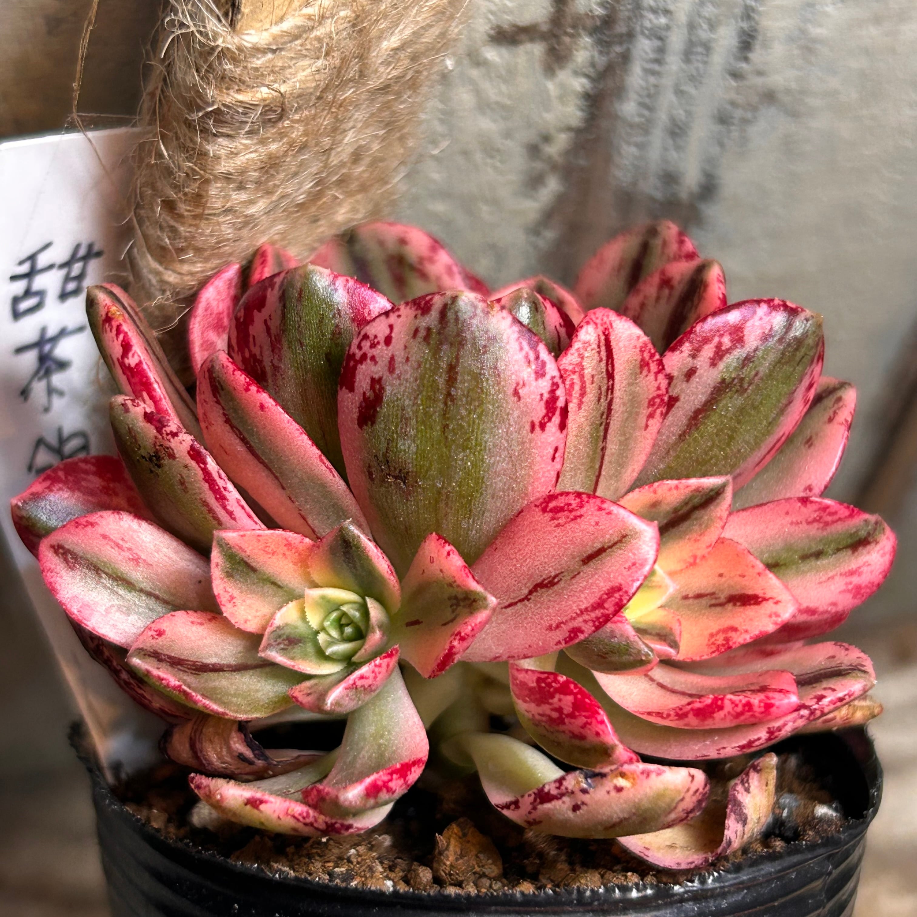 甜茶錦(てんちゃにしき)アエオニウム | RuPo 多肉植物専門店