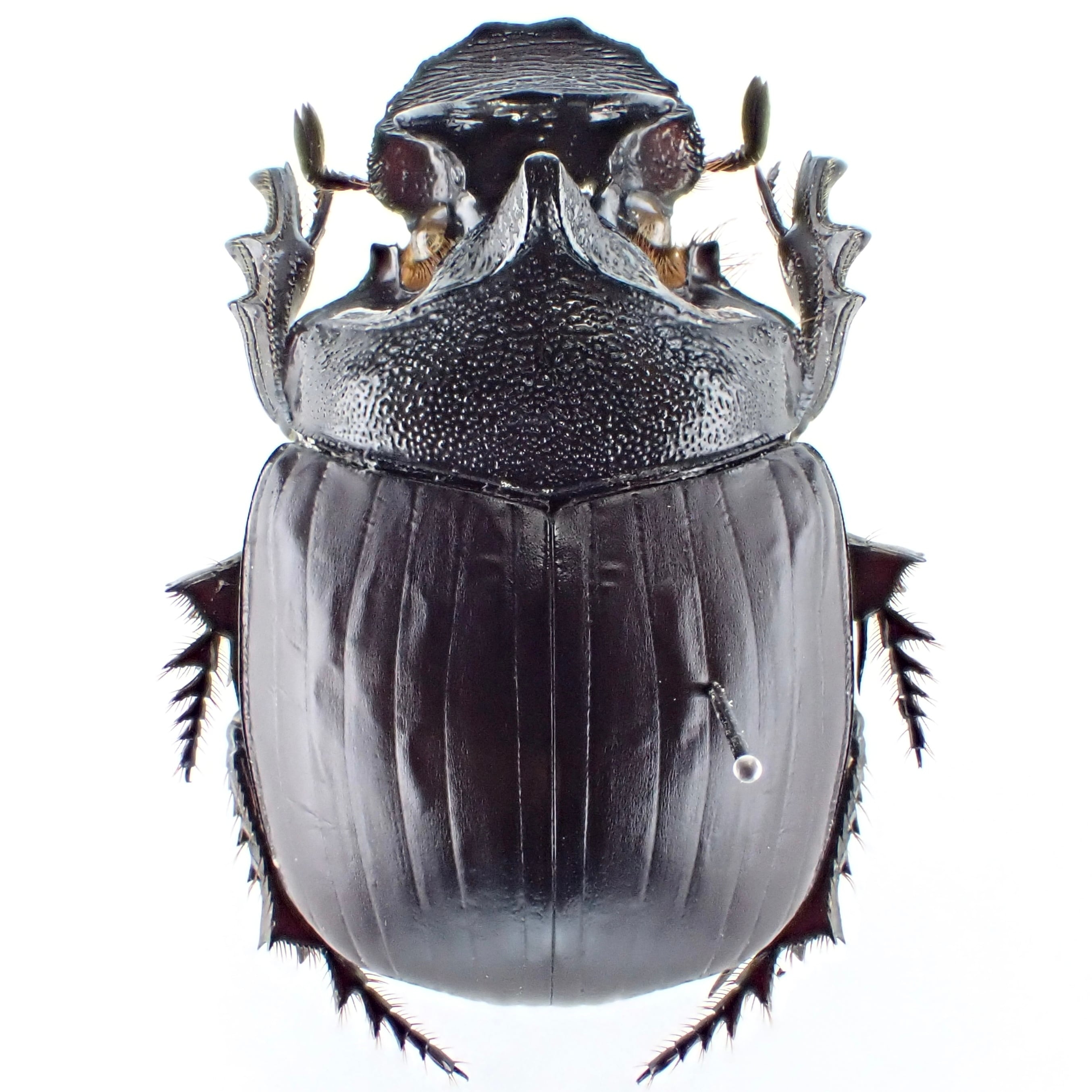 コートジボワール産 Heliocopris dianae ♂ 33mm | 昆虫標本
