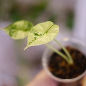 【斑入り】Alocasia dragon scale / アロカシア ドラゴンスケール⑨