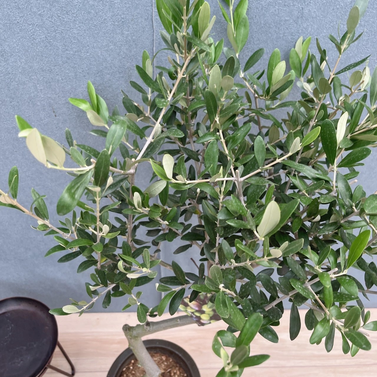 現品］E 創樹 オリーブ ルッカ 6号 観葉植物 屋外 オリーブの木