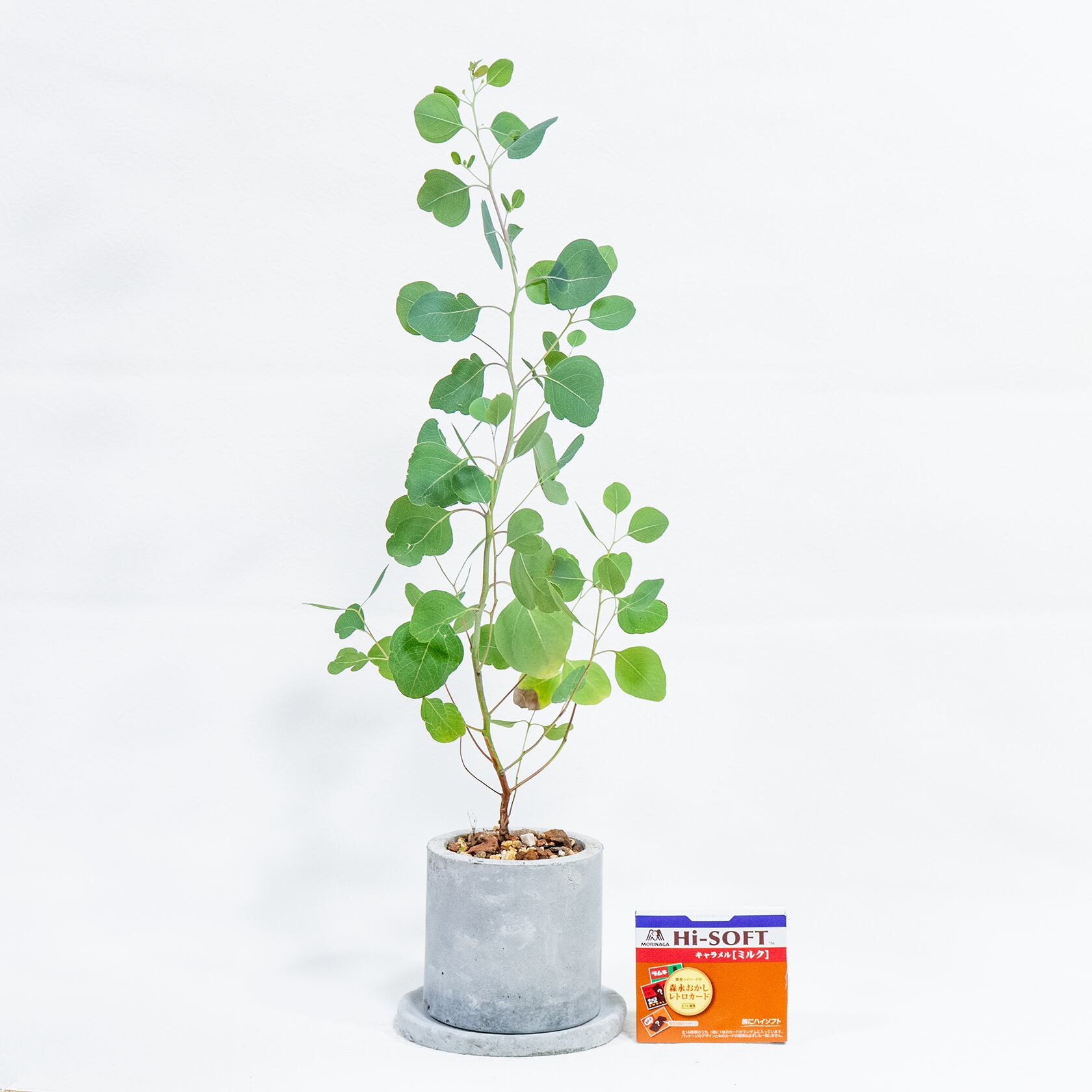 ユーカリ・ポリアンセモス 軽やかな葉姿と無機質な鉢の対比が美しい観葉植物