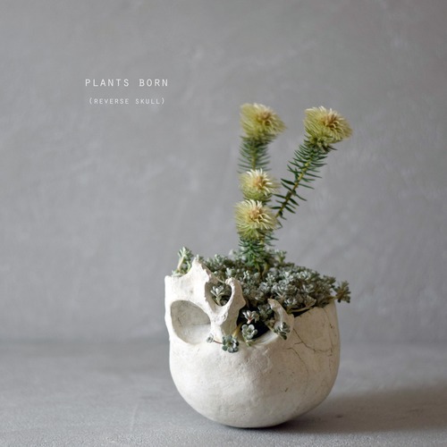 plants born （reverse skull）フィリカ・プベッセンスワフトフェザー