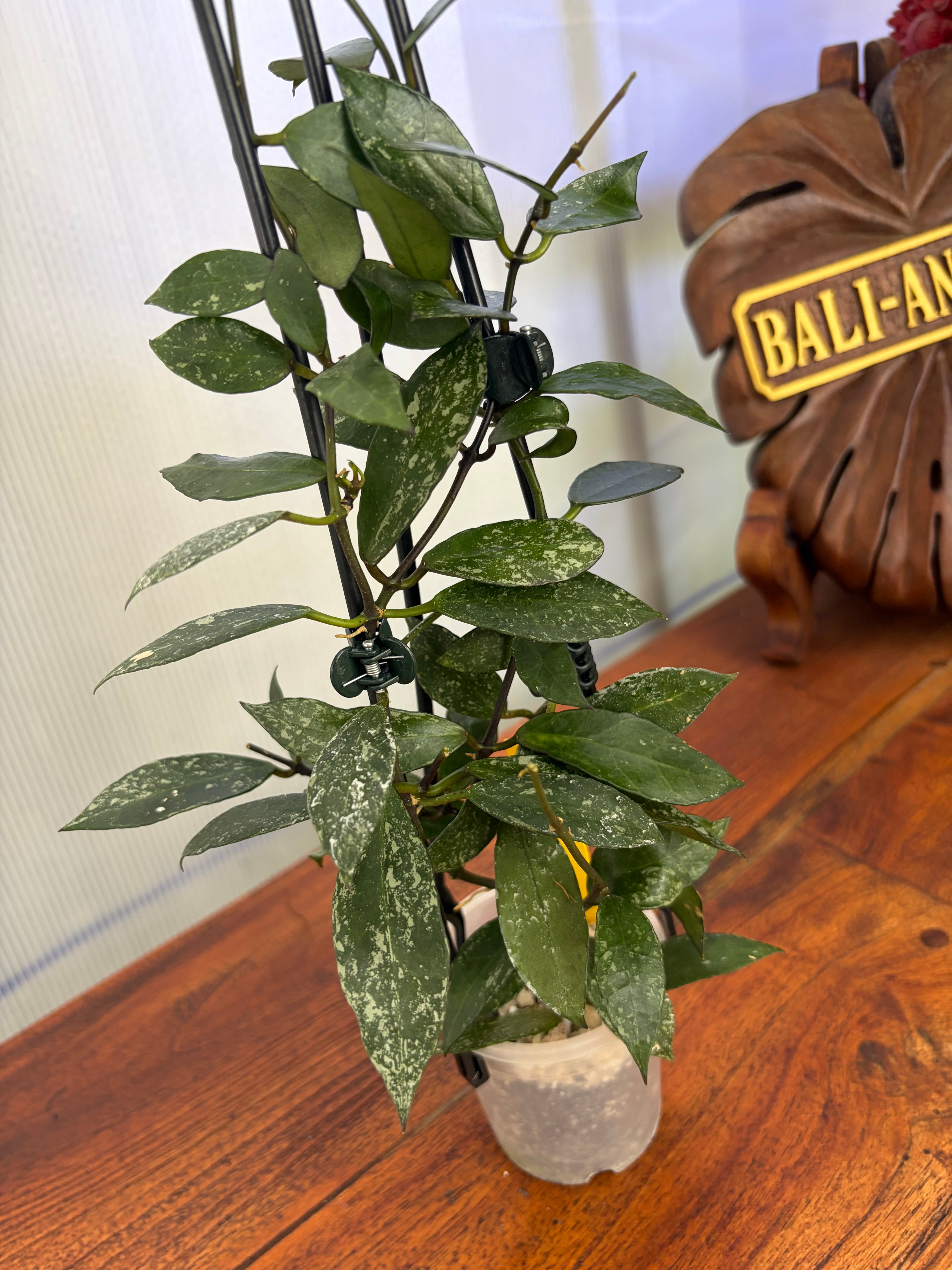 Hoya | BALI-AN 園芸