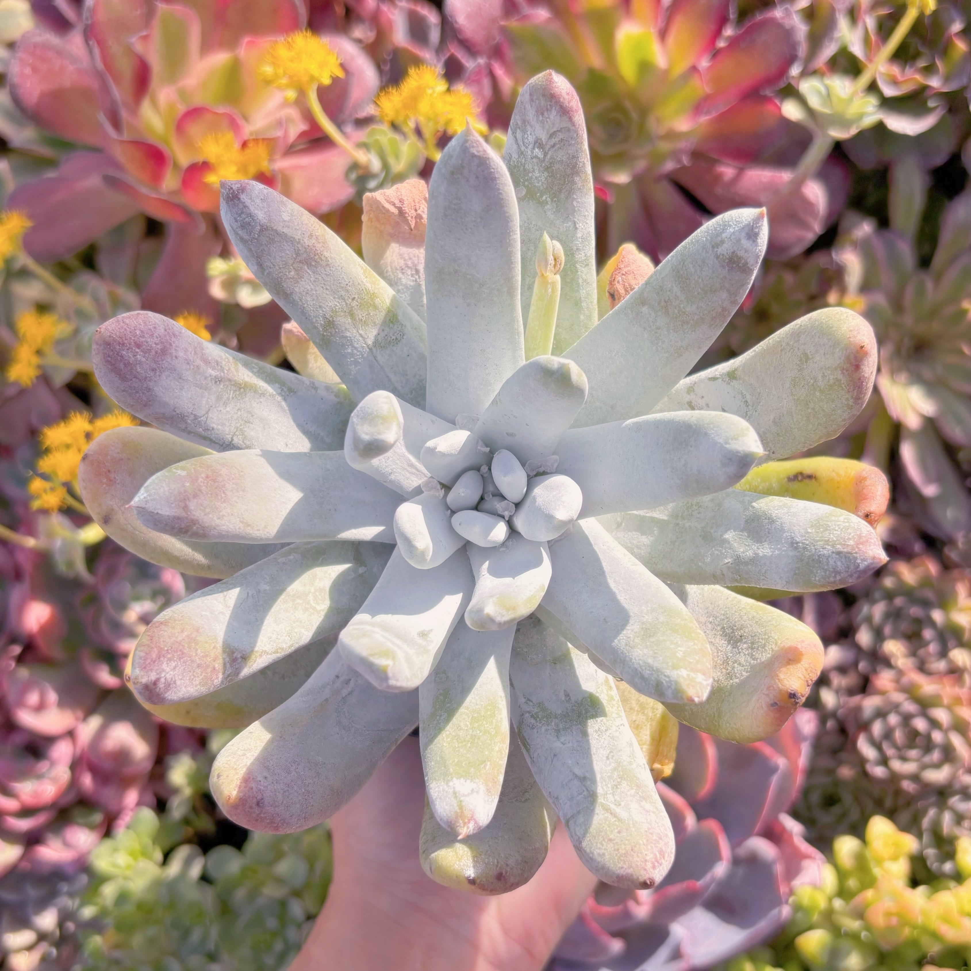 現品　親指姫#682　るる農園