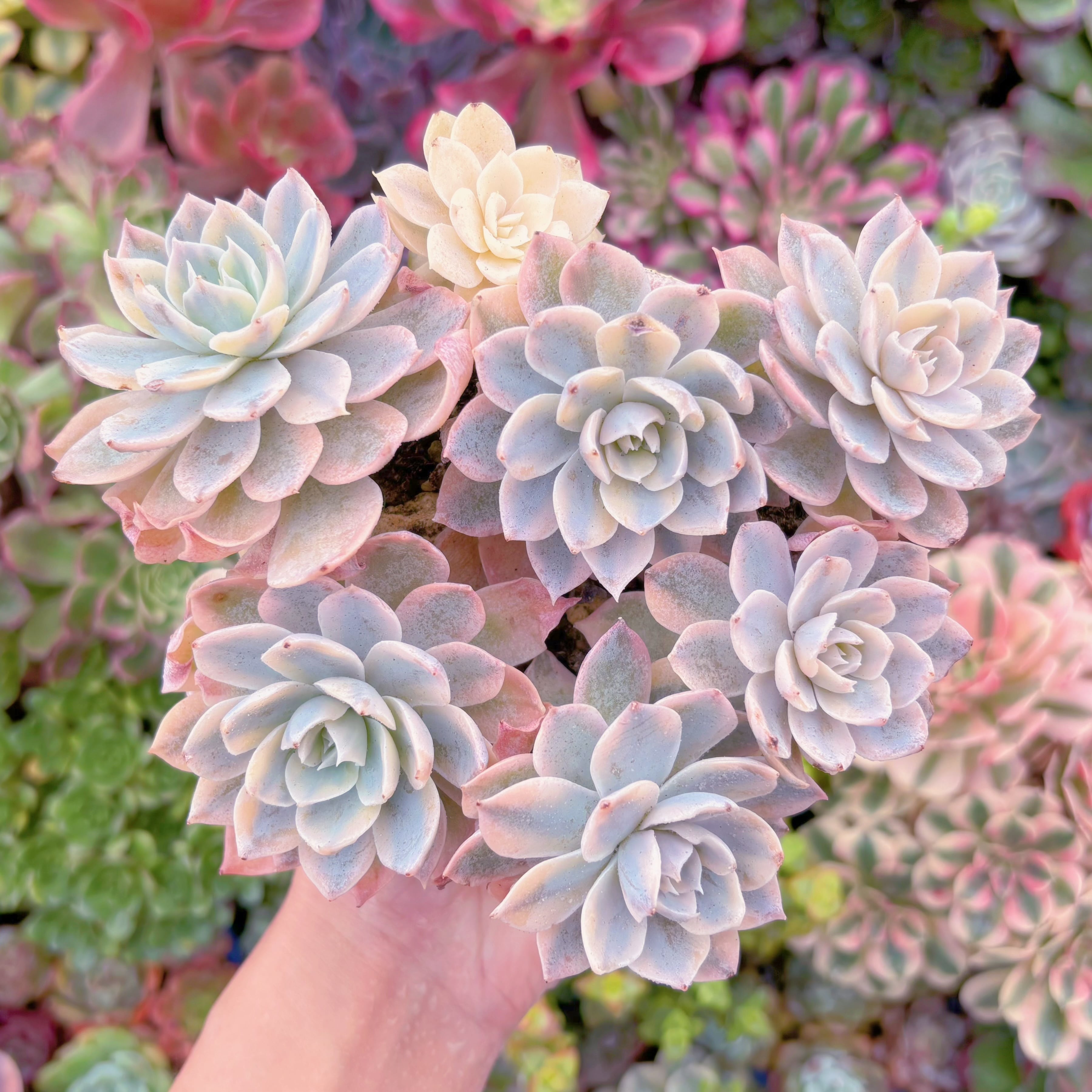 現品　サブセシリス錦#249　群生　るる農園