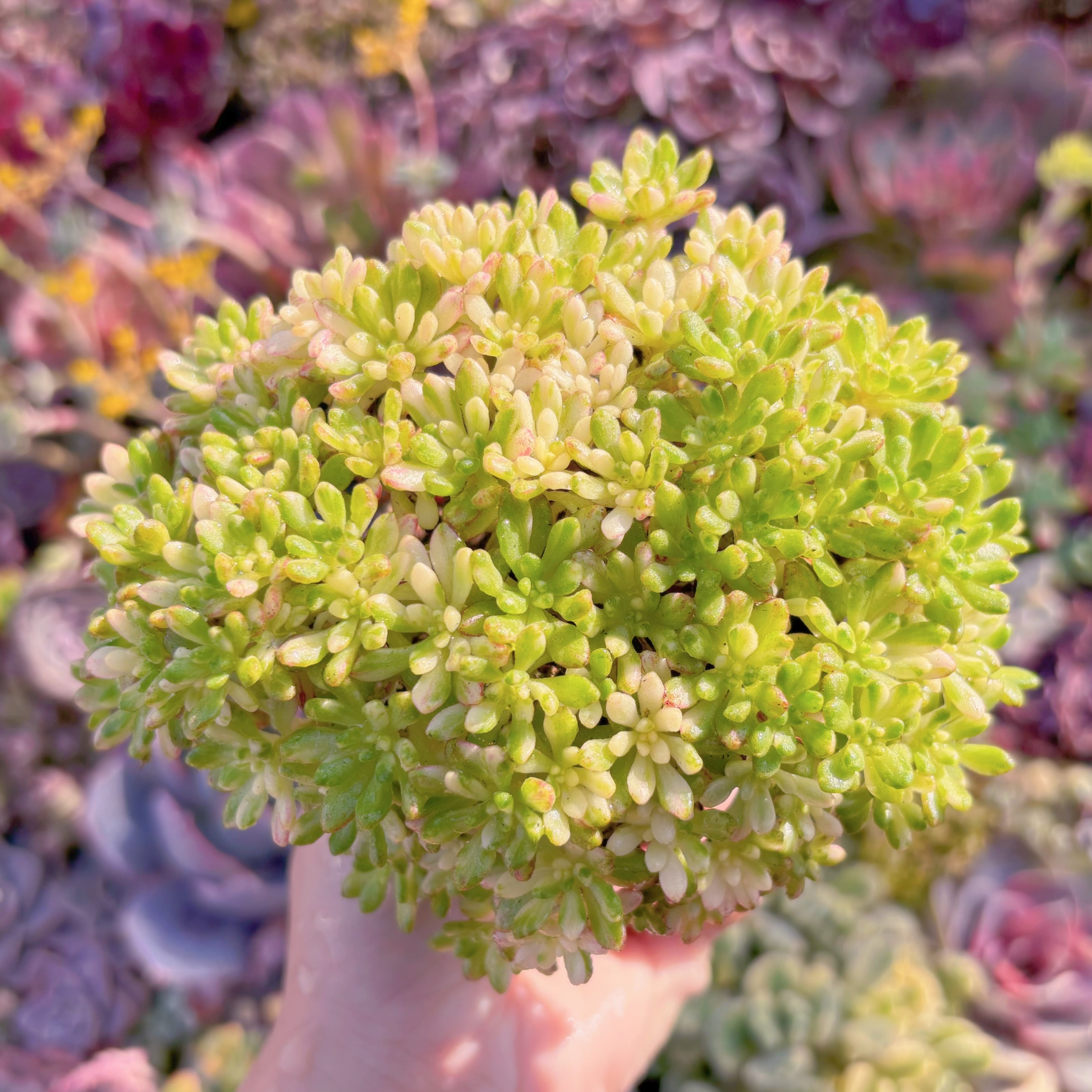 現品　小人の祭り錦#M061　るる農園