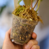 パピリラミナム(FS)×アンスリウム エース オブ スペード(AOS)⑦/ Papillilaminum ‘Fort Sherman' × Anthurium Ace of spades / 観葉植物