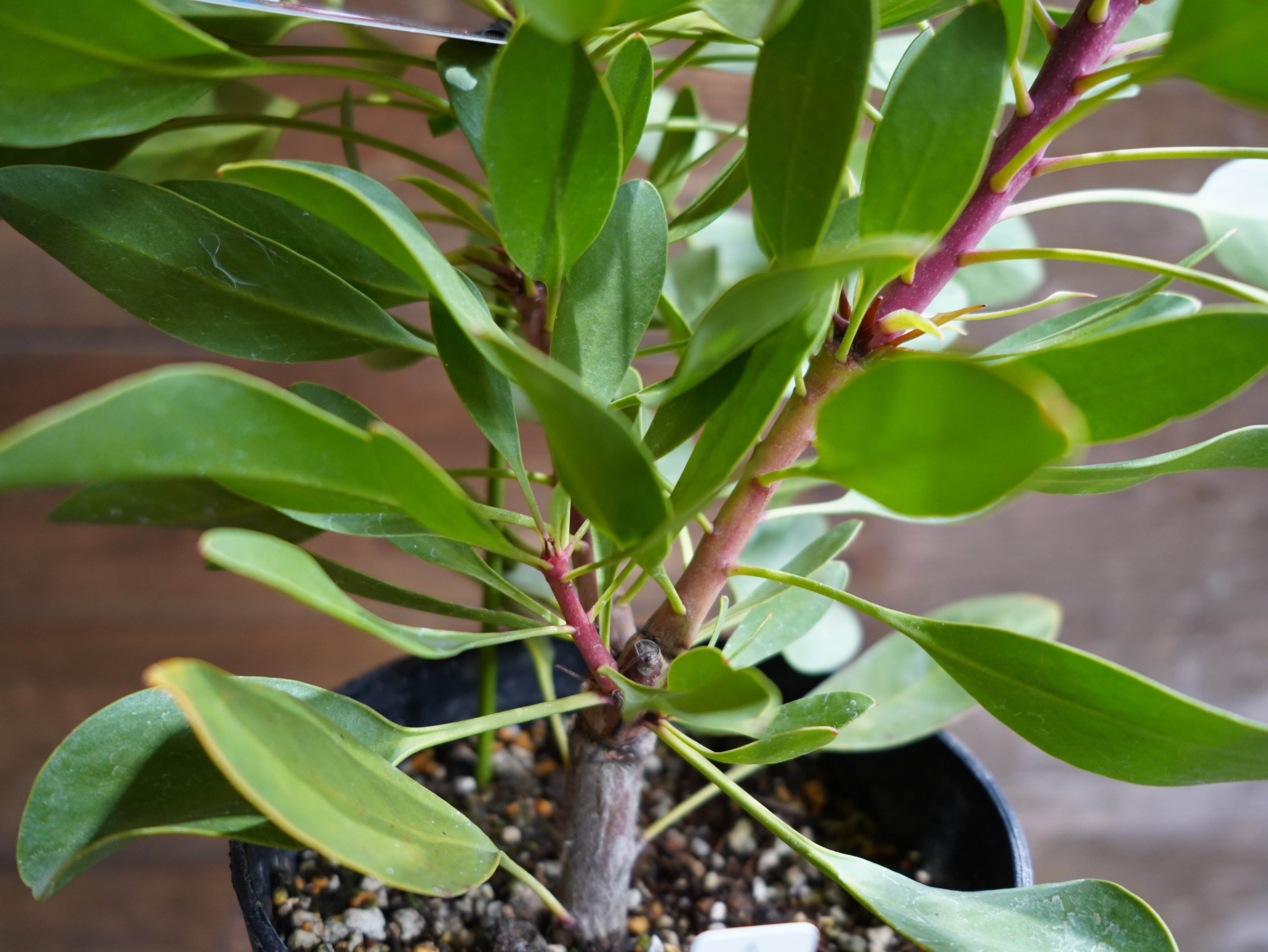 【現物】プロテア　”リトルプリンス”　A