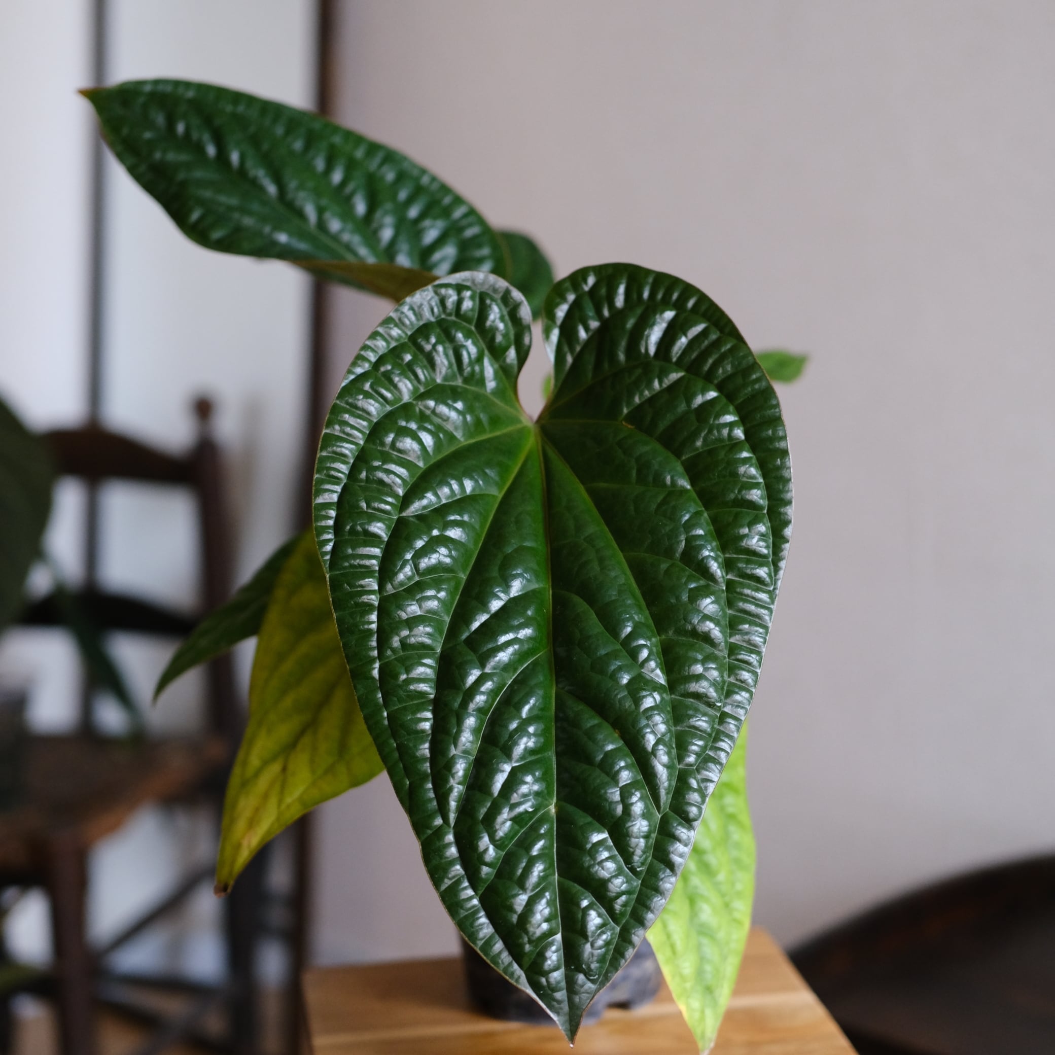 その他観葉植物 Anthurium アンスリウム / Anthurium | tokyoplants / 観葉植物専門店