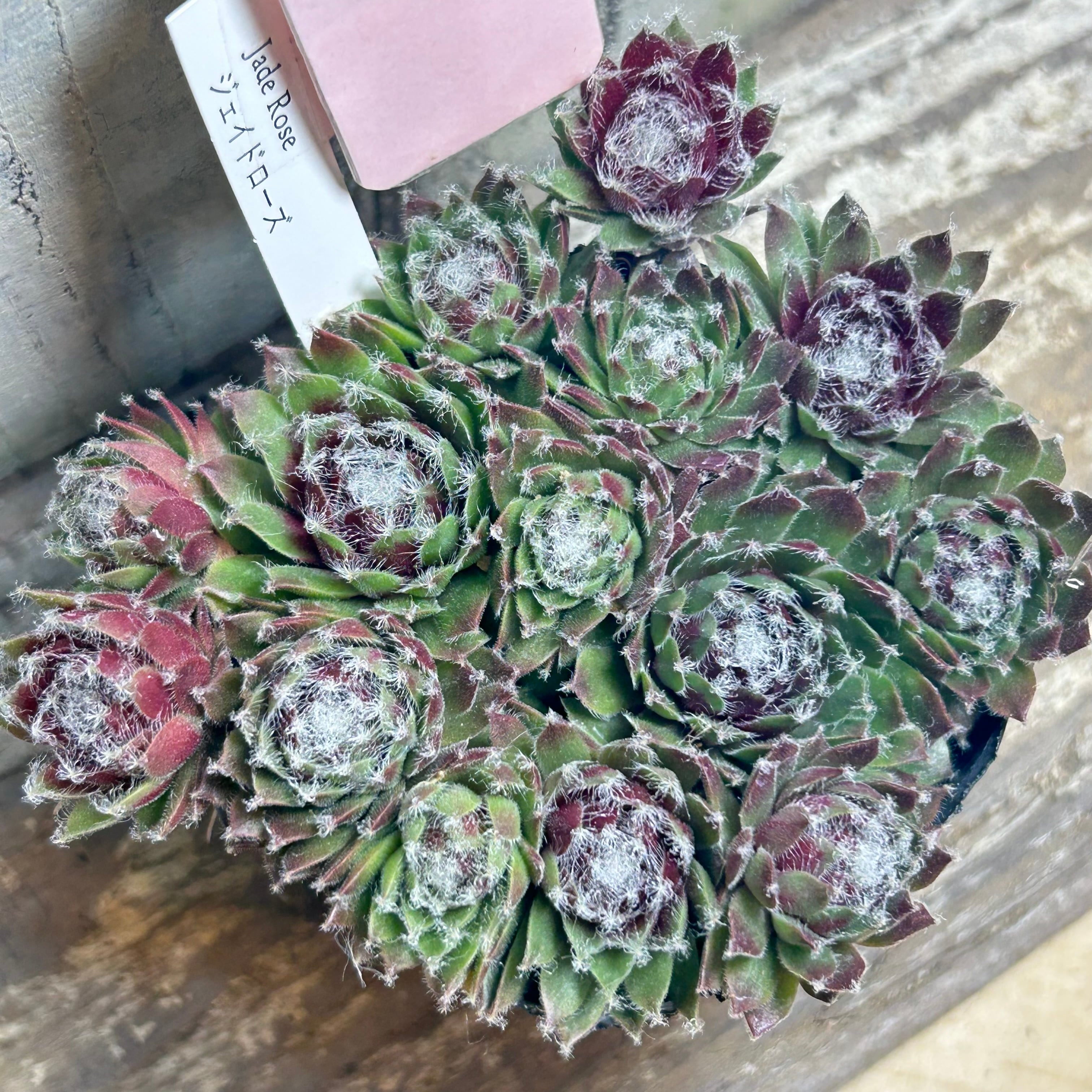 センペル | RuPo 多肉植物専門店