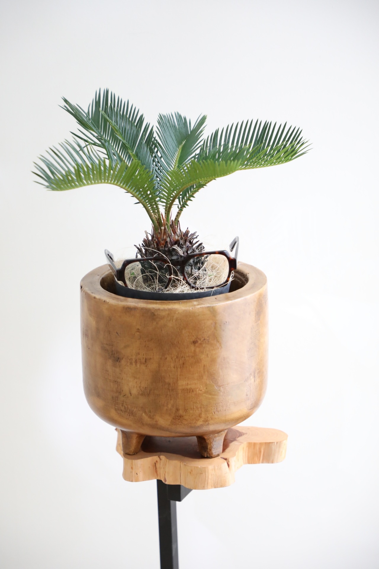 【M】ソテツ(蘇鉄)/Japanese sago palm　※ウッド鉢カバー付き