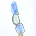 Delphinium 02 - アゲートヒーリングチャイム / Agate Sun Catcher Wind Chime 467