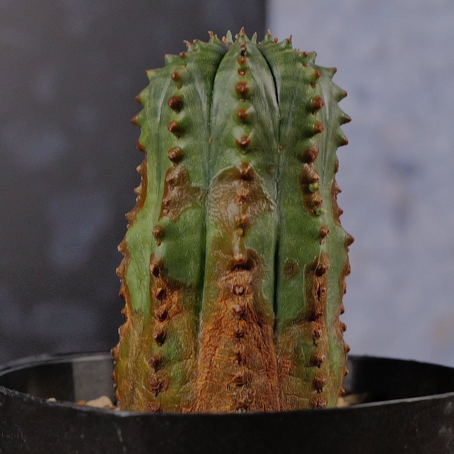10,000円以下 オベサ | LIGHTHOUSE.PLANTS - 海外実生株のオベサなど