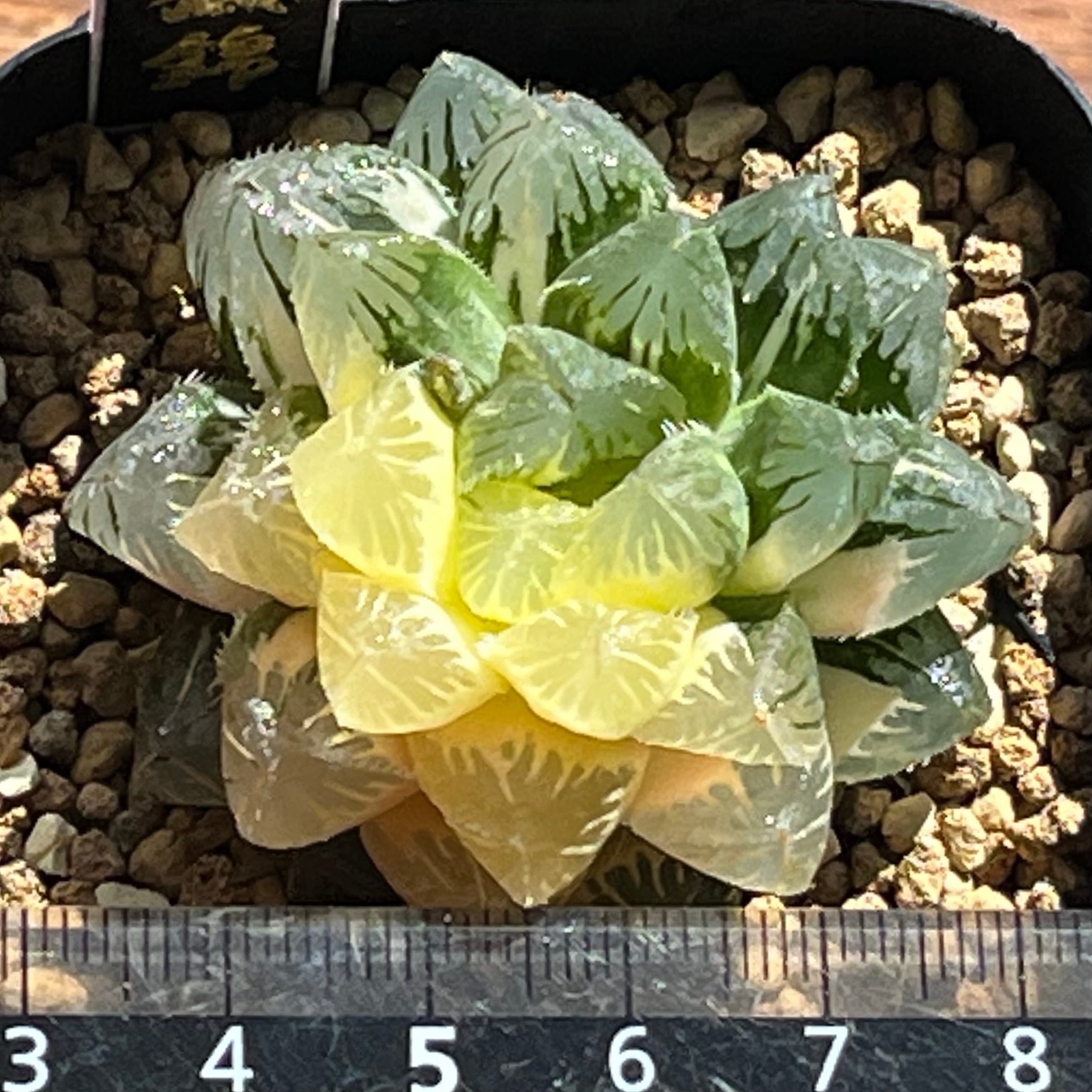 ハオルチア 花狐錦 | mocono_plants