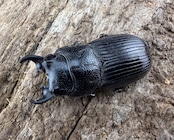 【WD】《ニュートンネブト 16mm ペア》