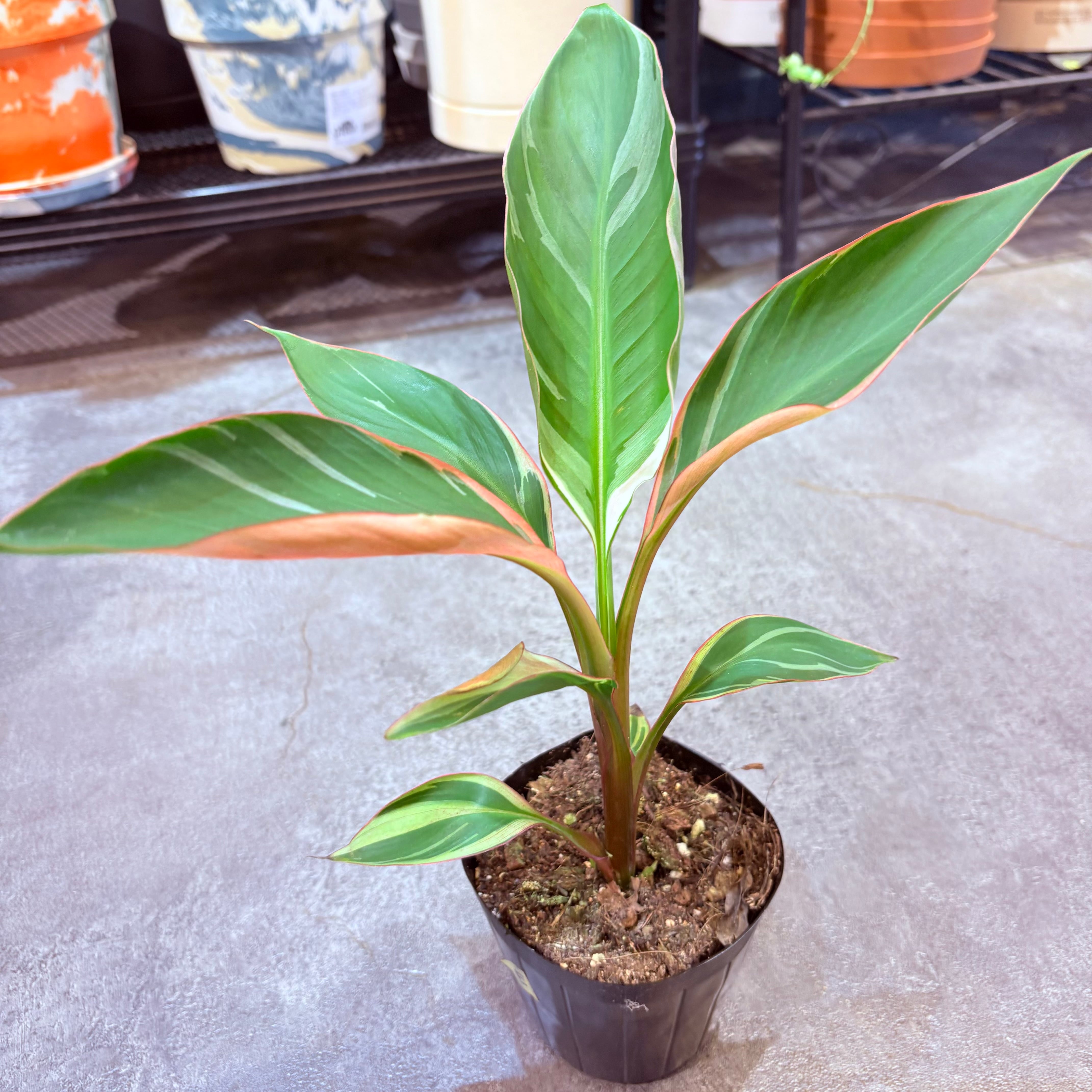 ムサ ノノピンクバリエガータ 3.5号【E】 | Green Vibes 宇都宮市の