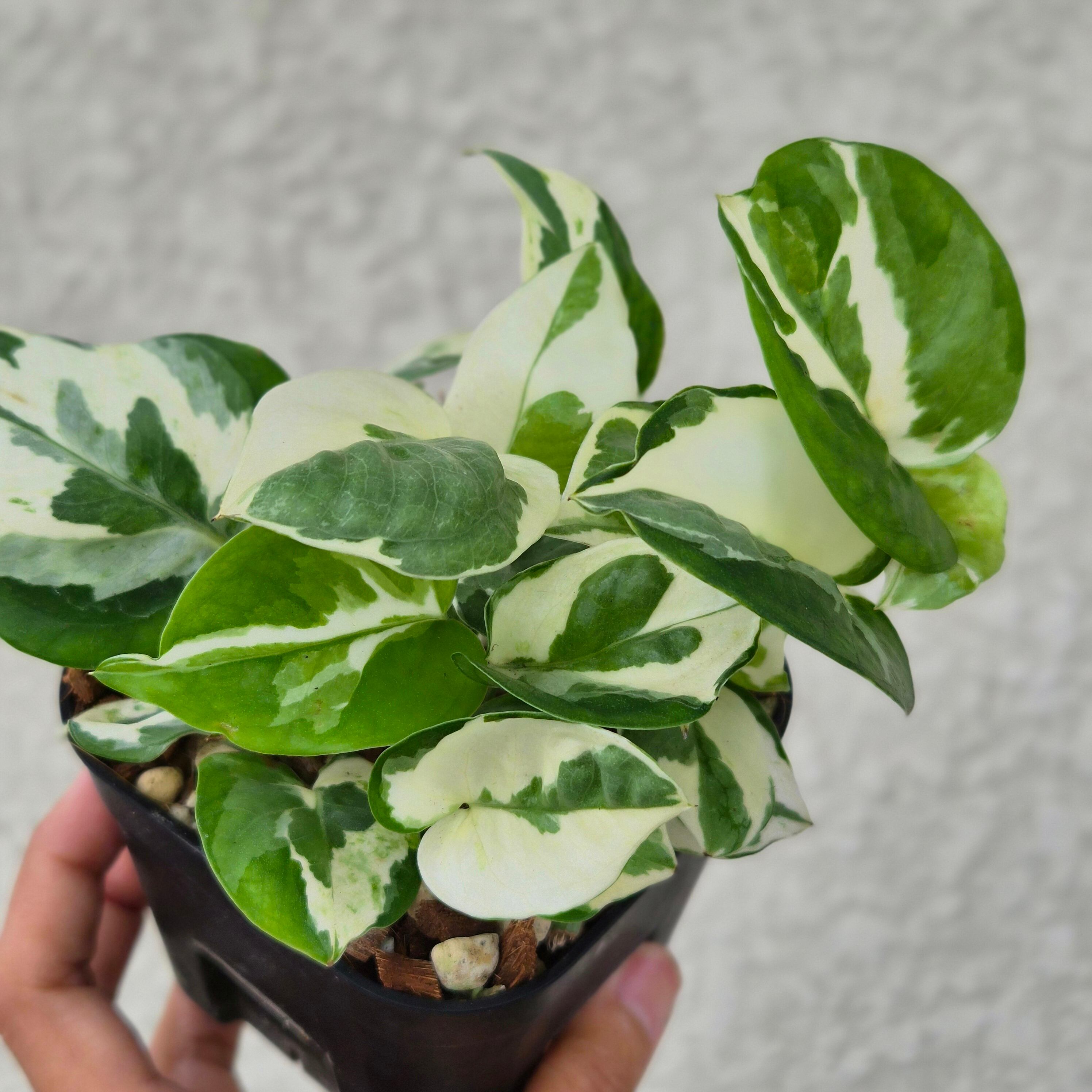 観葉植物 | riifushop