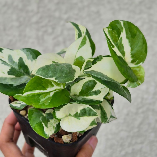 ① 《Pothos N’Joy》 ポトス・エンジョイ 観葉植物 ポトス 斑入り ポット発送