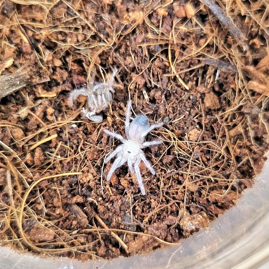 Hysterocrates hercules 10匹セット アフリカンゴライアスバブーン