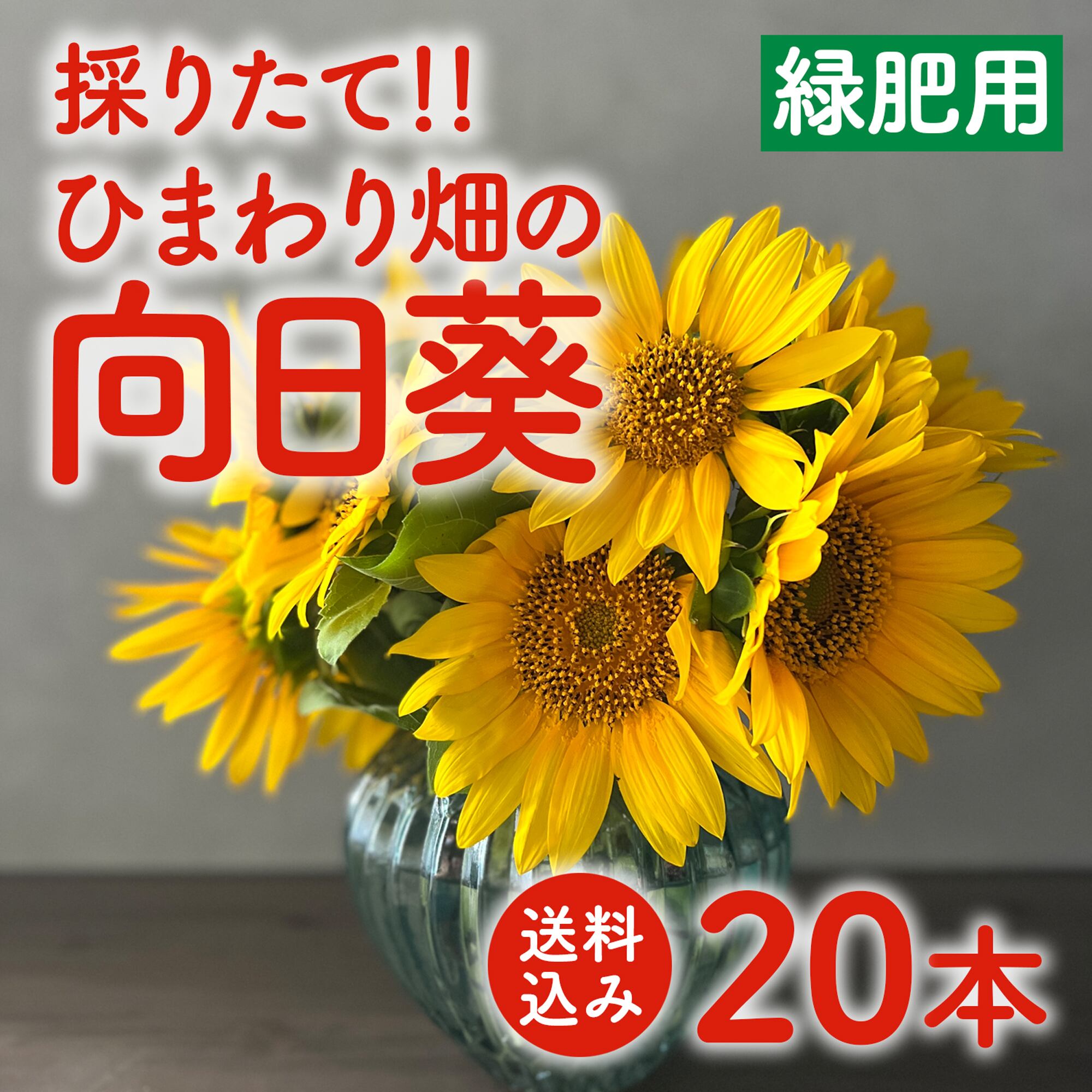 ☆完売しました!救済ありがとうございます!☆フラワーロス救済!!採りたて!☆ひまわり畑の “ 向日葵 ” ★緑肥用ヒマワリ 20本★〈期間限定★送料込み〉