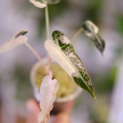 アロカシア バンビーノ ピンク/ Alocasia bambino Pink⑲│観葉植物