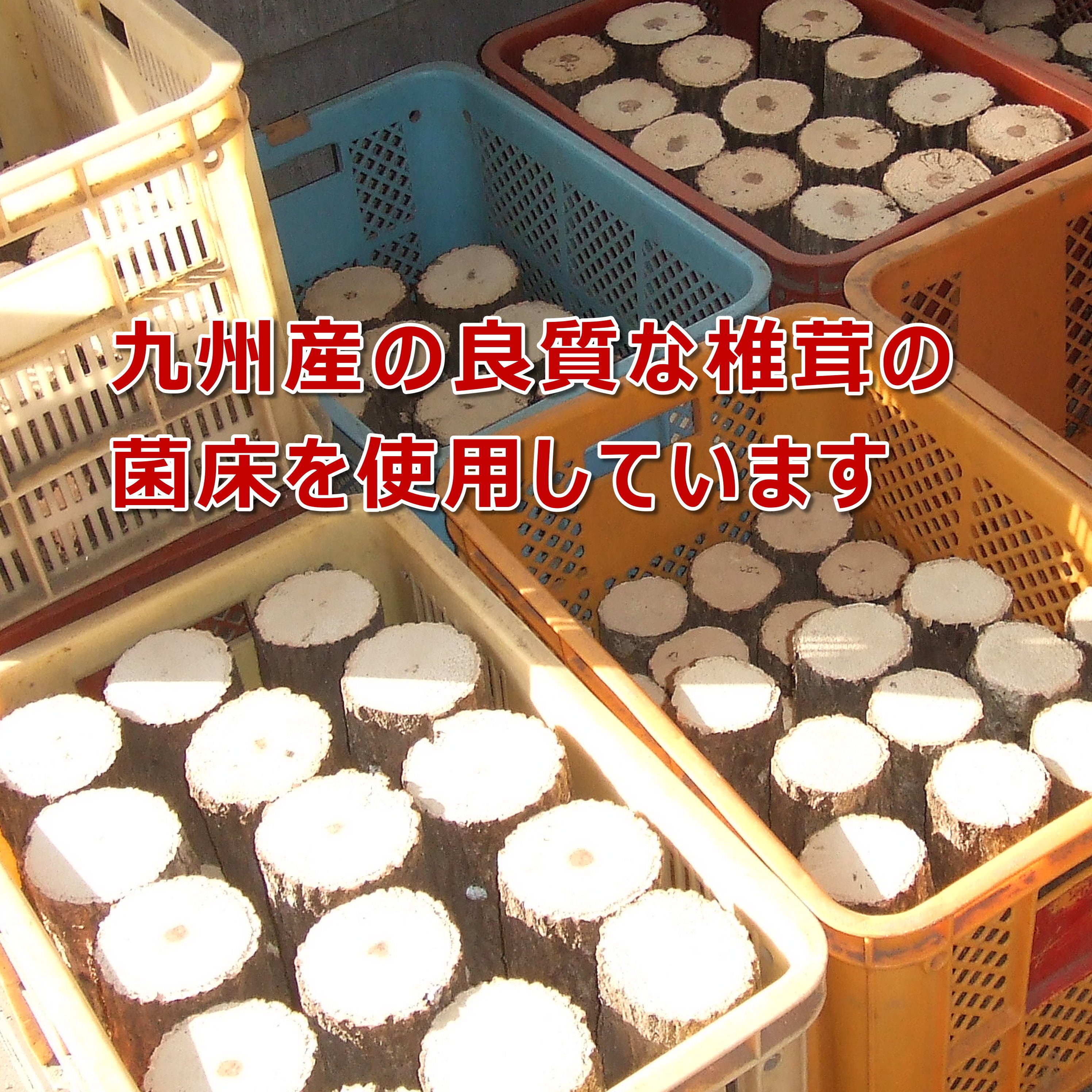 カブトムシの産卵専用 特選ビートルマットオガを植菌で朽ちらせ室内で