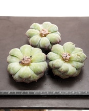 カット苗 ピンクダイヤモンド Echeveria 'Pink Diamond'