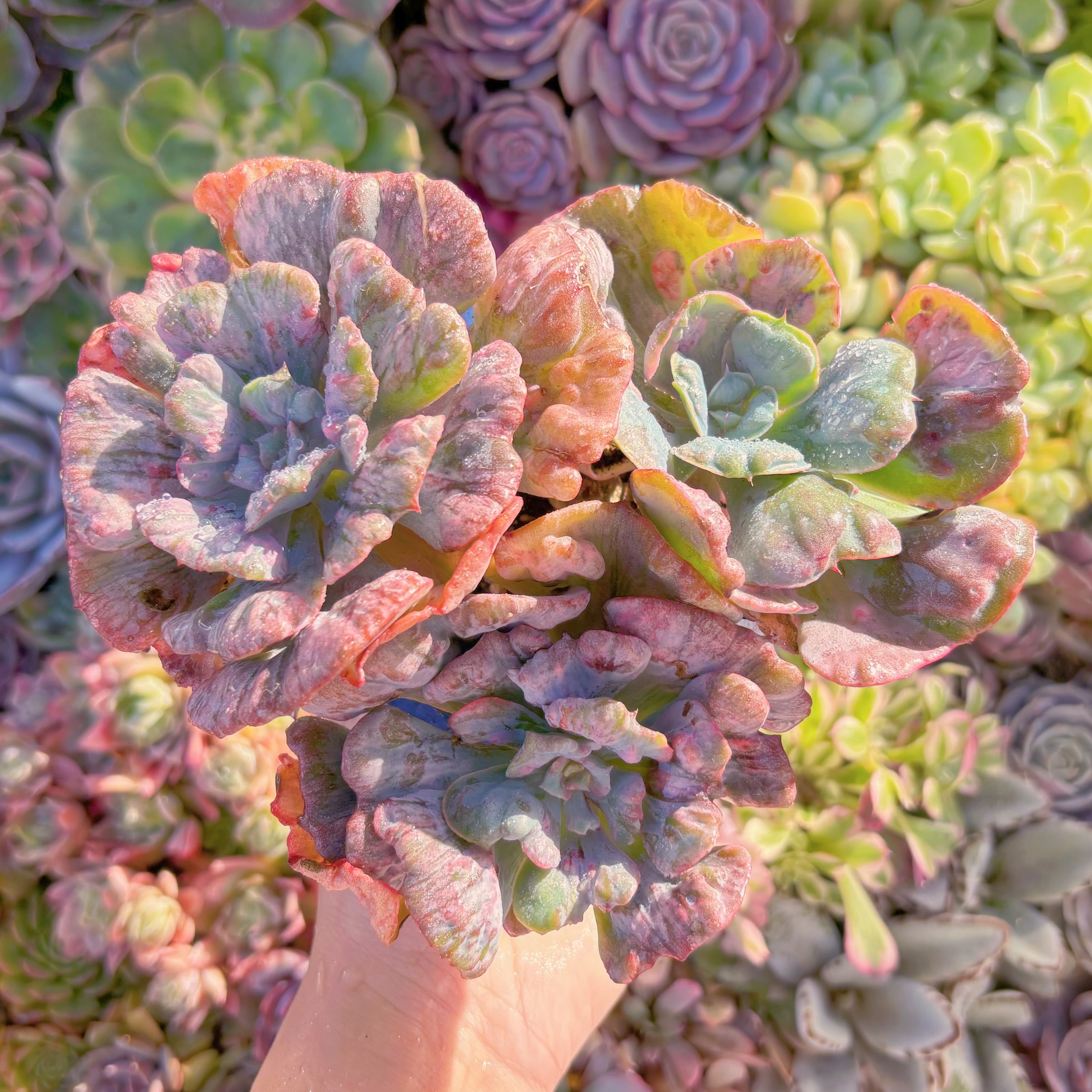 現品　ビヨンセ錦#A029　希少大群生　新入荷　るる農園