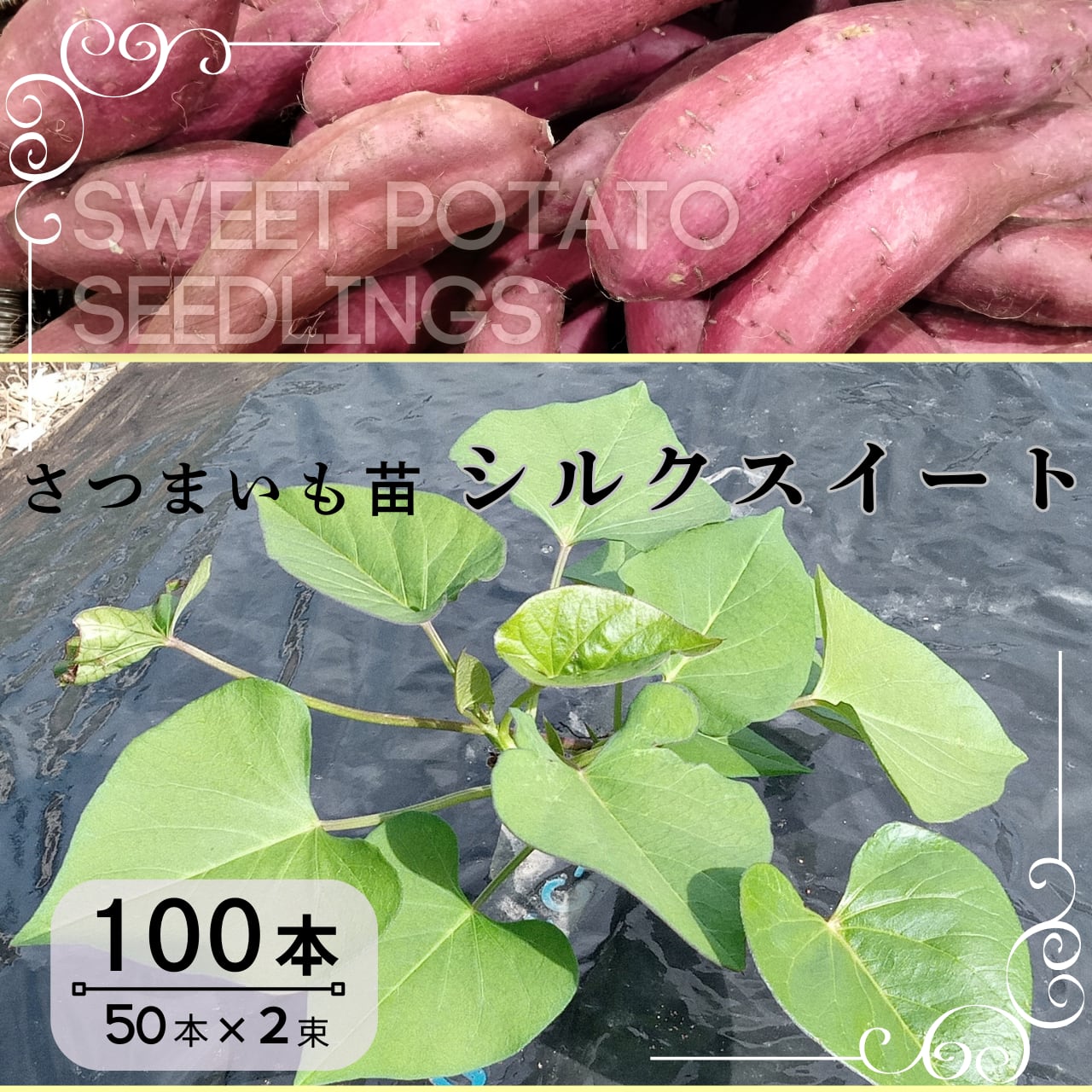 べにはるか芋苗1000本M（みらい畑）です☆ショップスも開店！ べに