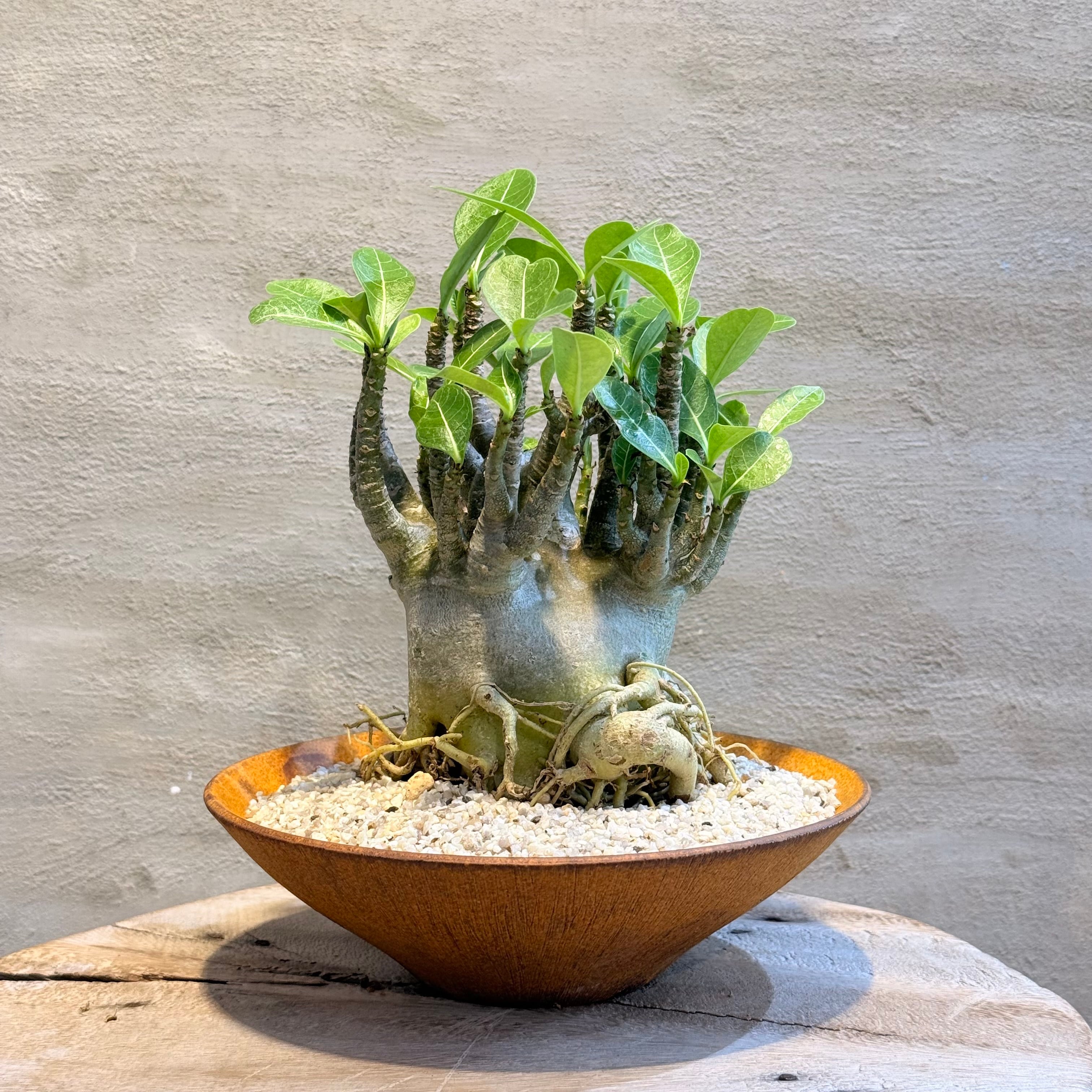 植物×鉢】アデニア プセウドグロボーサ 現地株発根済み × 陶器鉢 | A