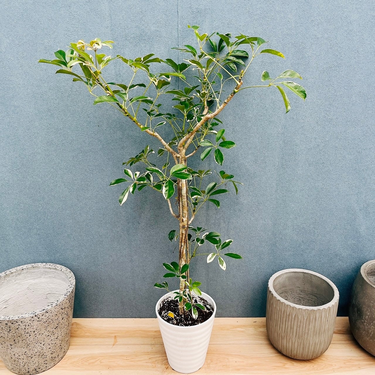 現品］23番 フィカス アルテシマ 8号 観葉植物 室内 大型 特大 ゴムの