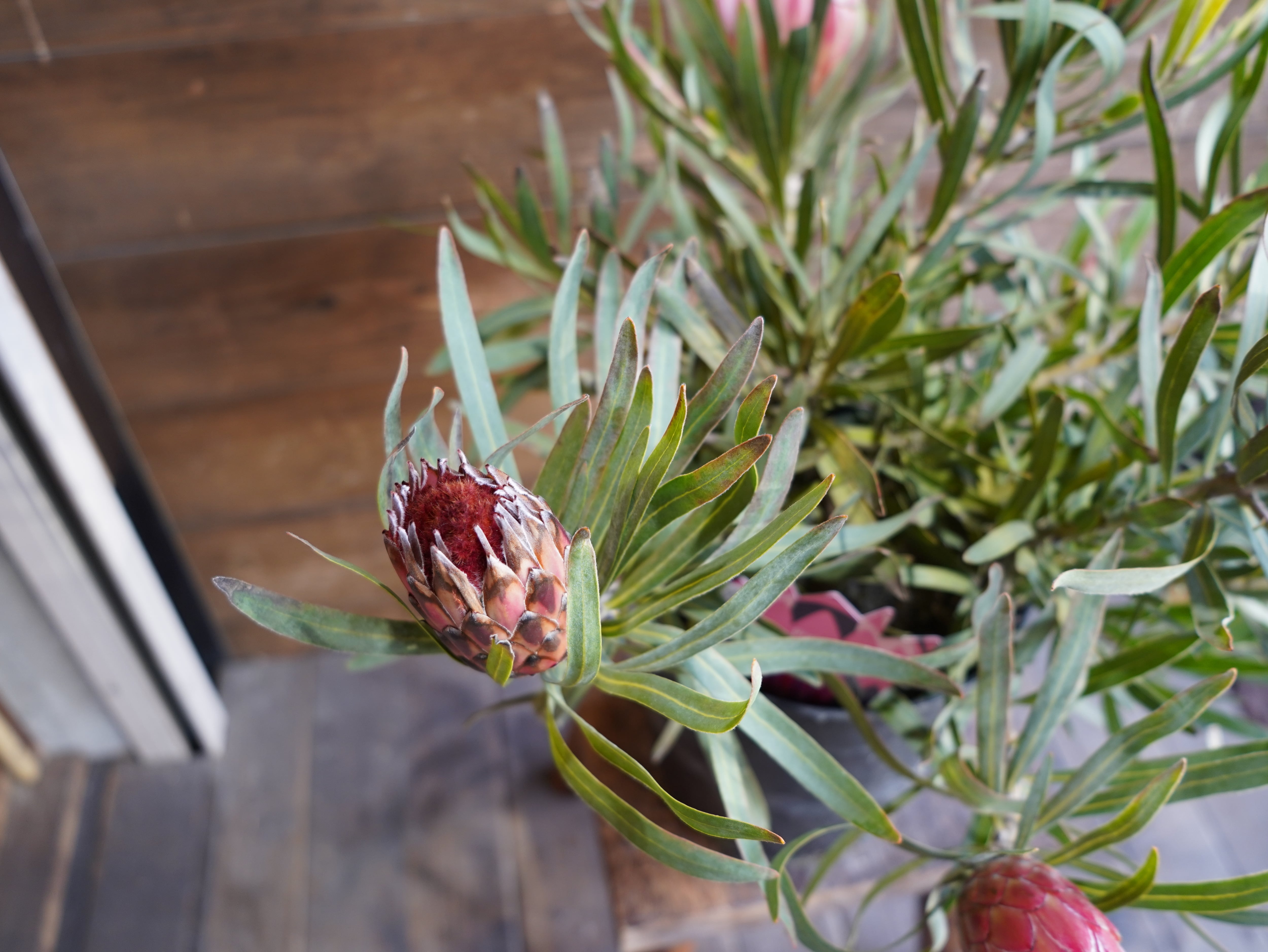 【現物】プロテア　”ピクシー”