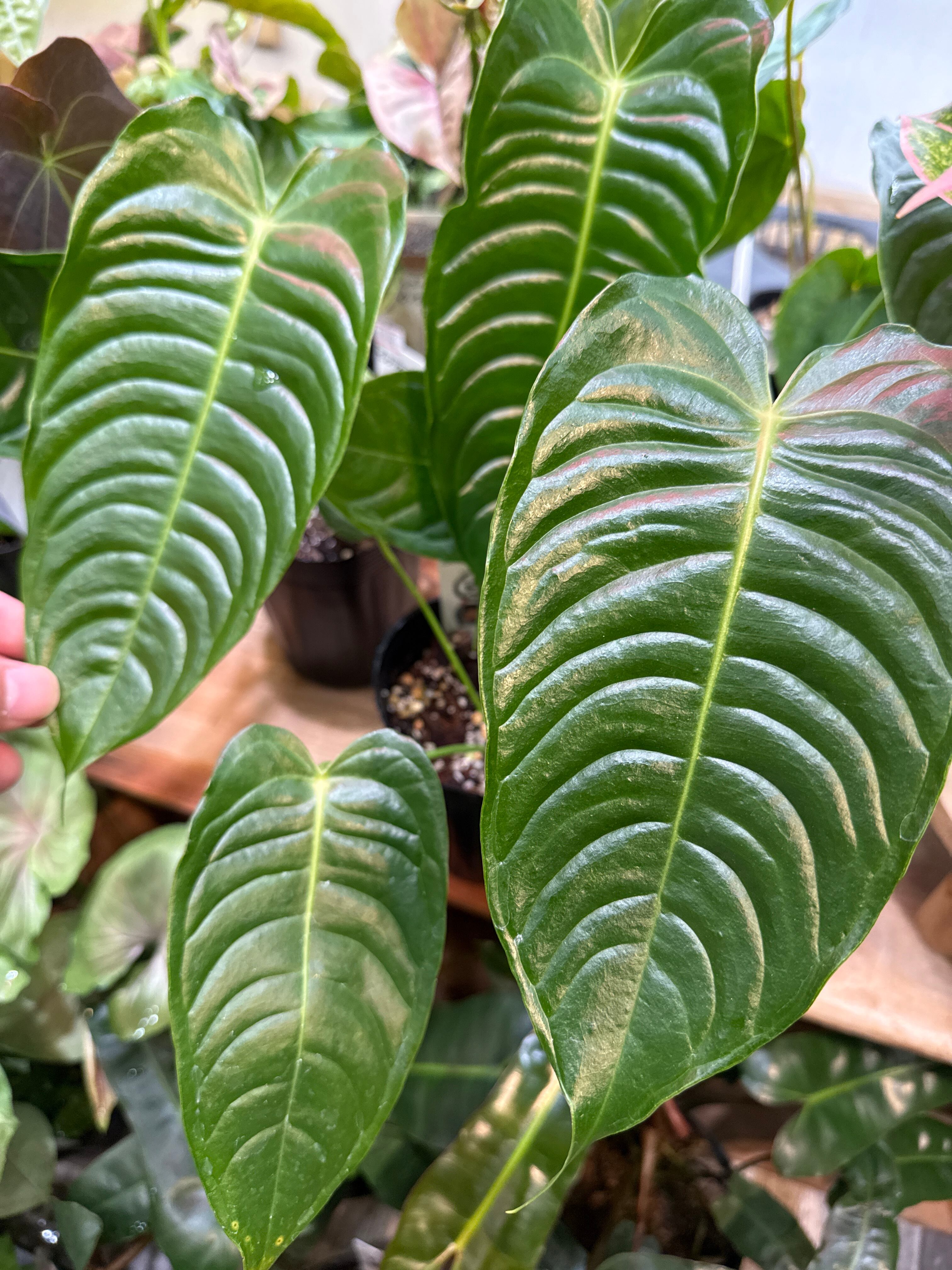 アンスリウム・スパティフィラム類 | Gardenえん 【観葉熱帯植物