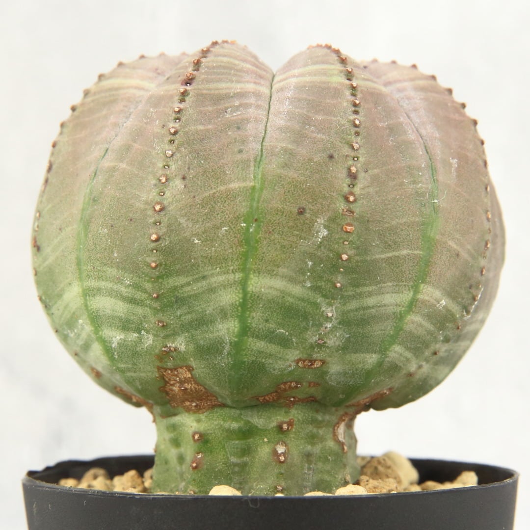 ユーフォルビア 美形 キノコ型 オベサ Lighthouse Plants 海外実生株のオベサを中心に 輸入植物を扱うプランツ セレクトショップ