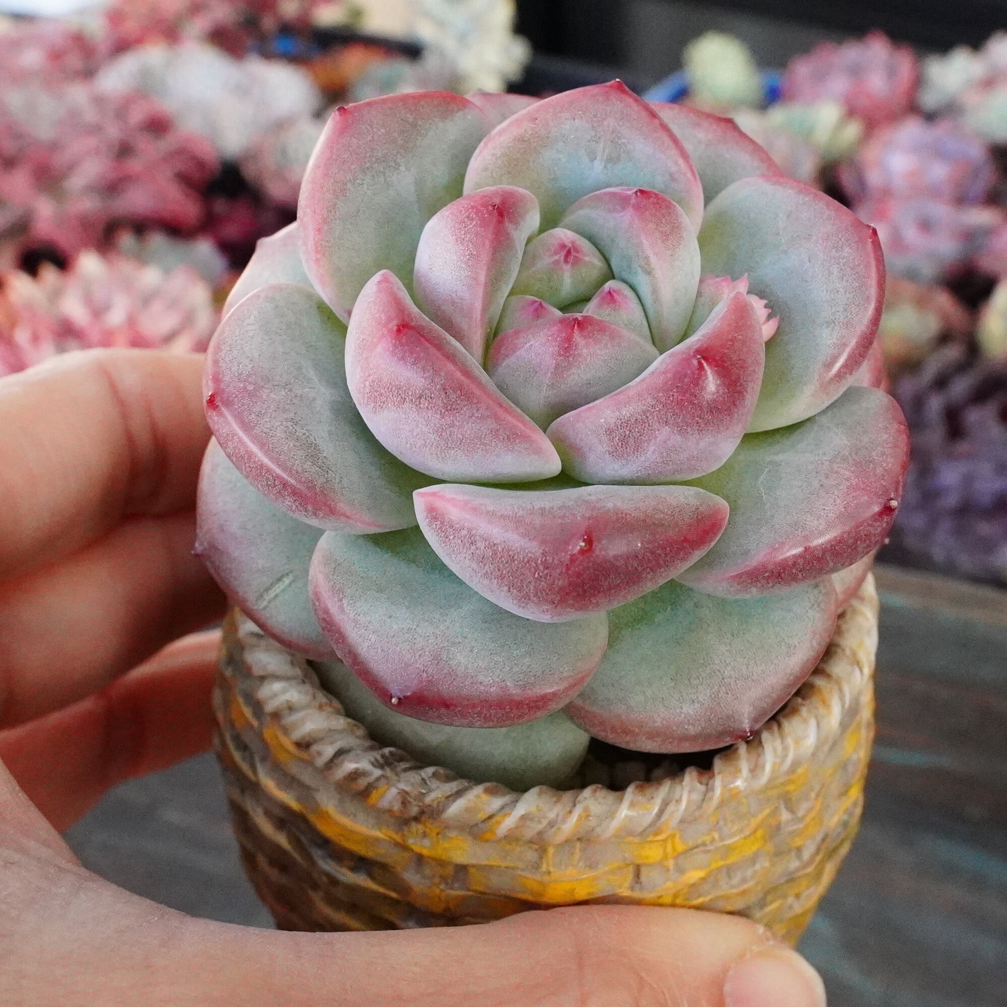 多肉植物 | E-TANIKU