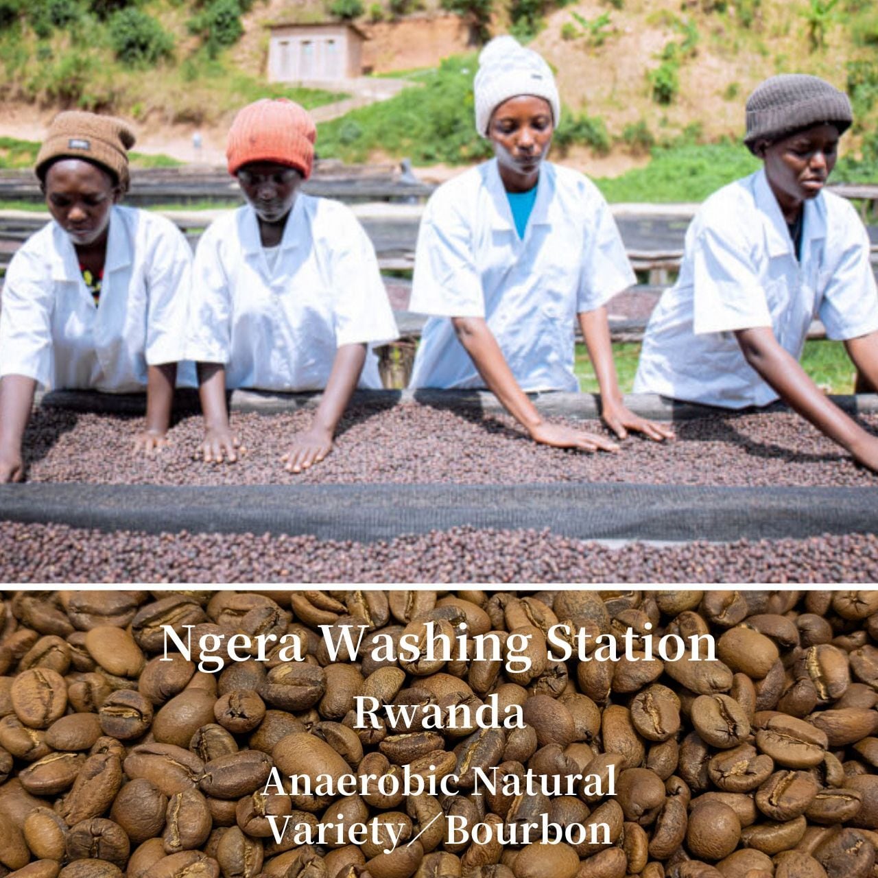 クリーミーなアナエロビック精製｜Ngera Anaerobic（浅煎り）ルワンダ　コーヒー豆／粉