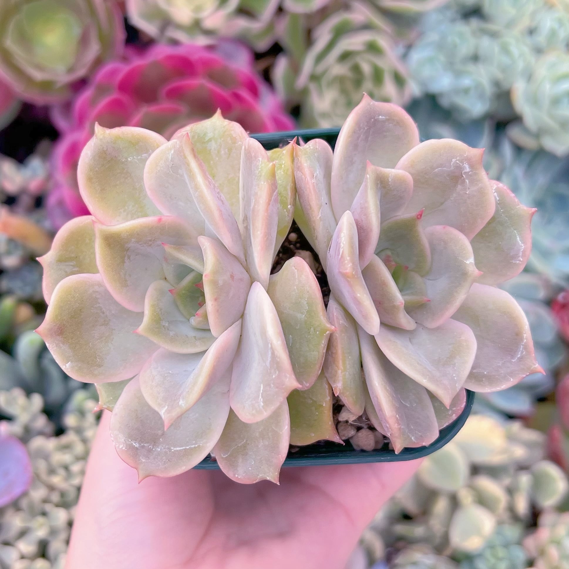 現品　アンジェリーナ#F093　古株　るる農園