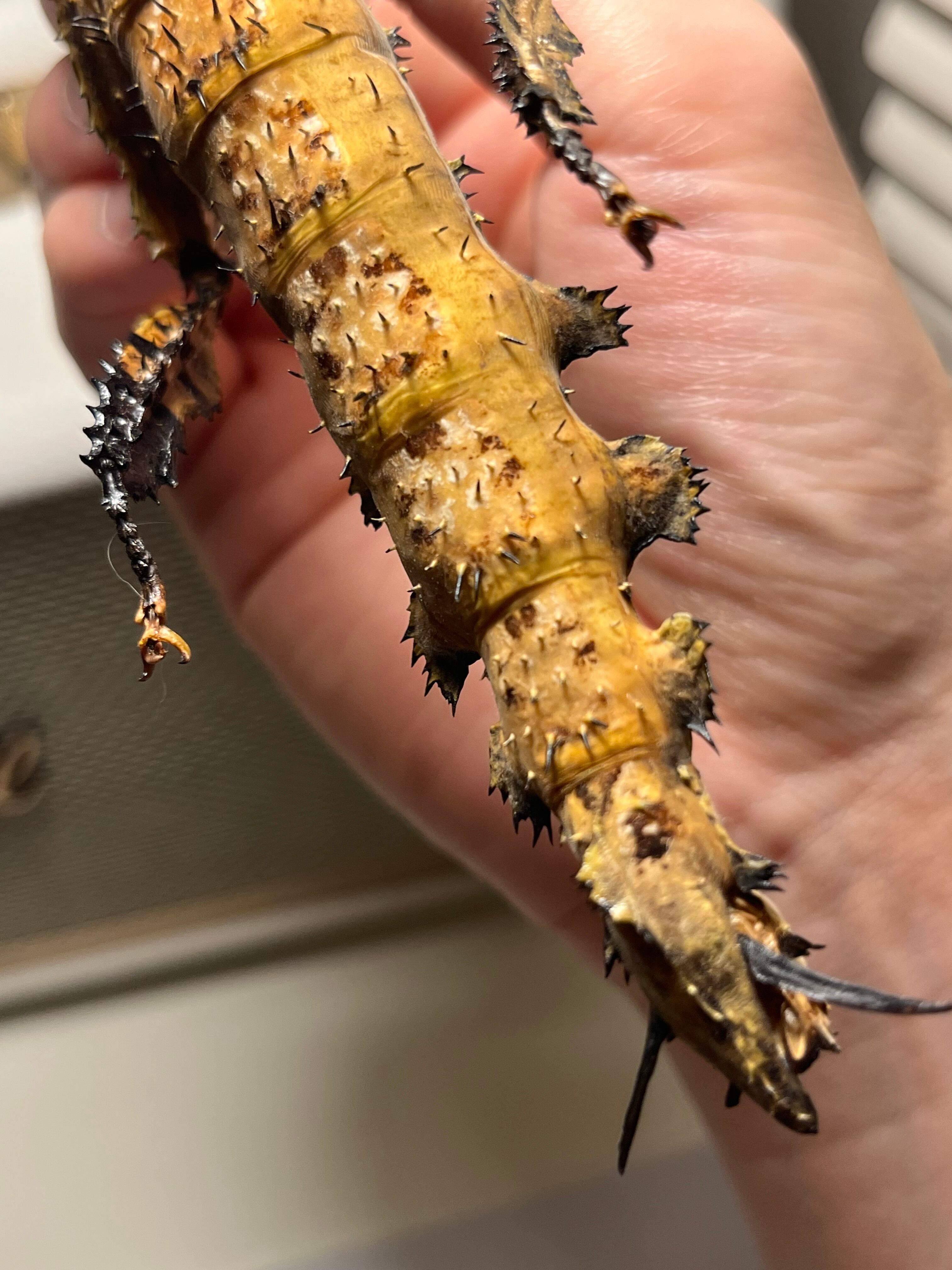 極BIG】ユウレイヒレアシナナフシの昆虫標本 Extatosoma popa