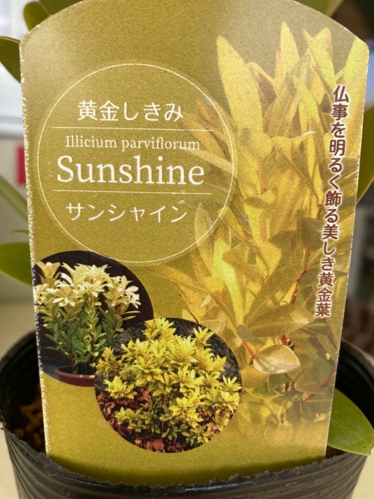 樹木 | 日本ライン花木センター