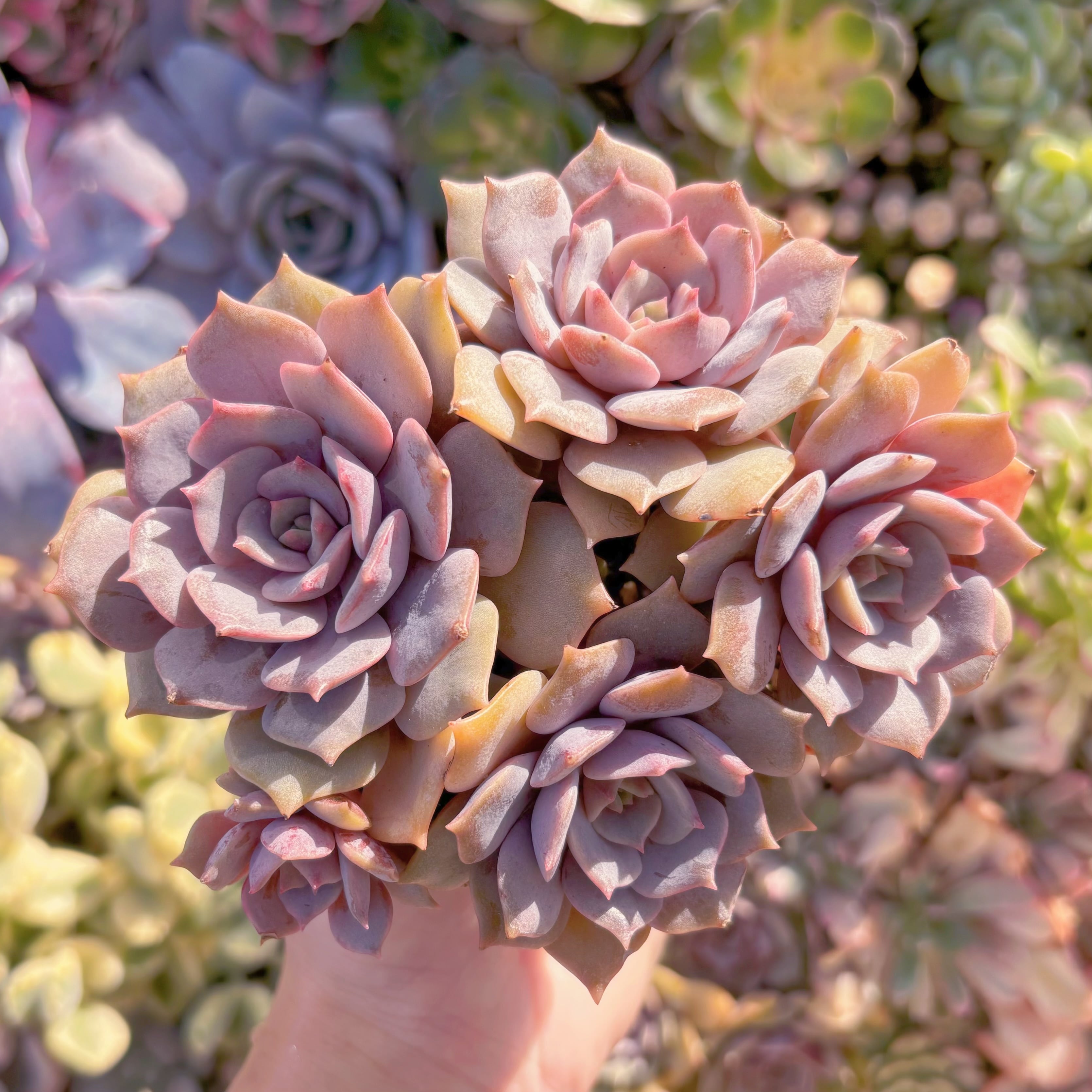 現品　紫姫#022　在庫僅少　群生　新入荷　るる農園