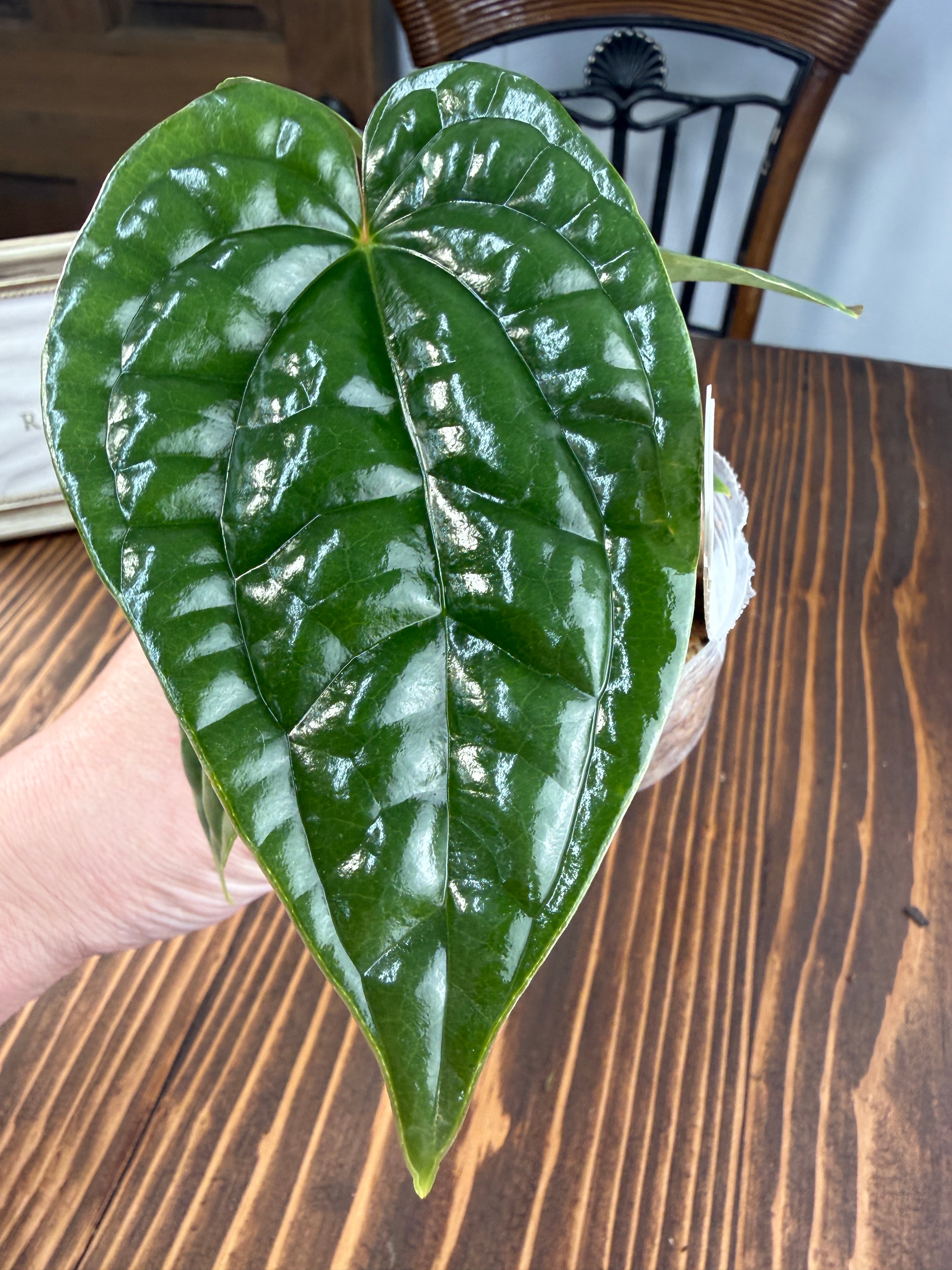 ☆1970【育つほど、格が出る】アンスリウム ルクスリアンス（8cmポット