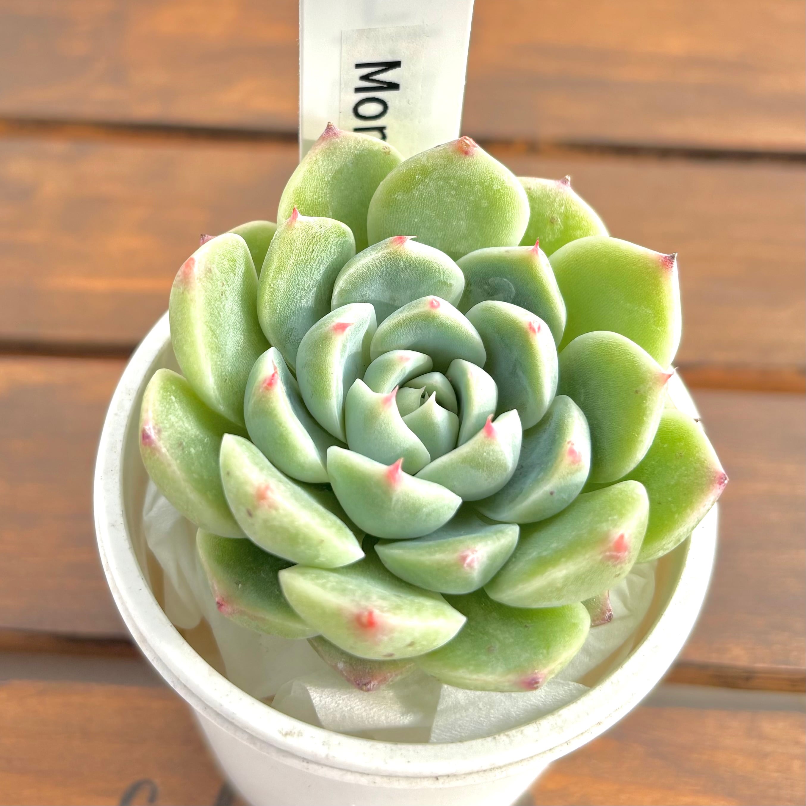 ようせいのしっぽ