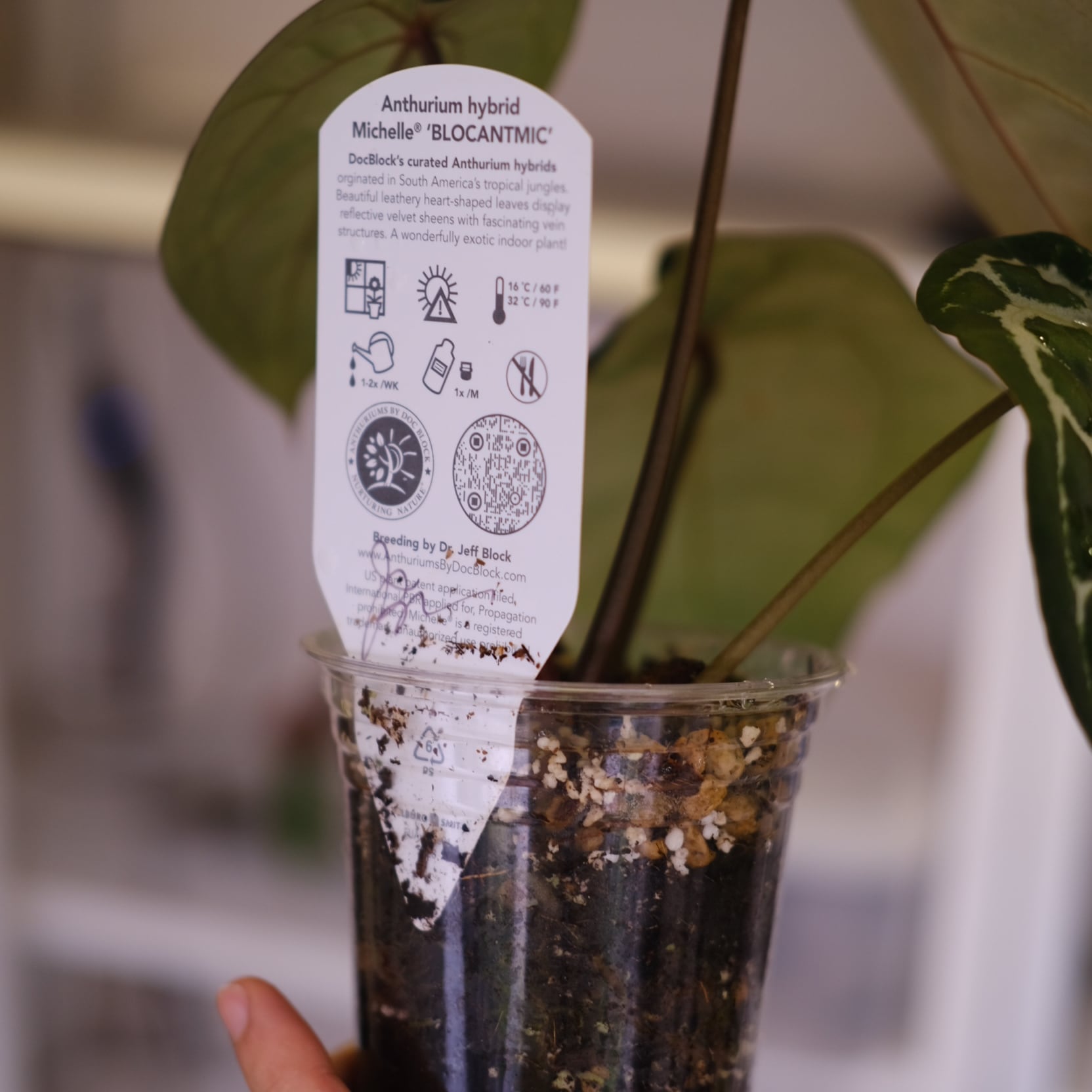 正規タグ】Anthurium 'Michelle'│アンスリウム・ミシェル② 【公式通販】