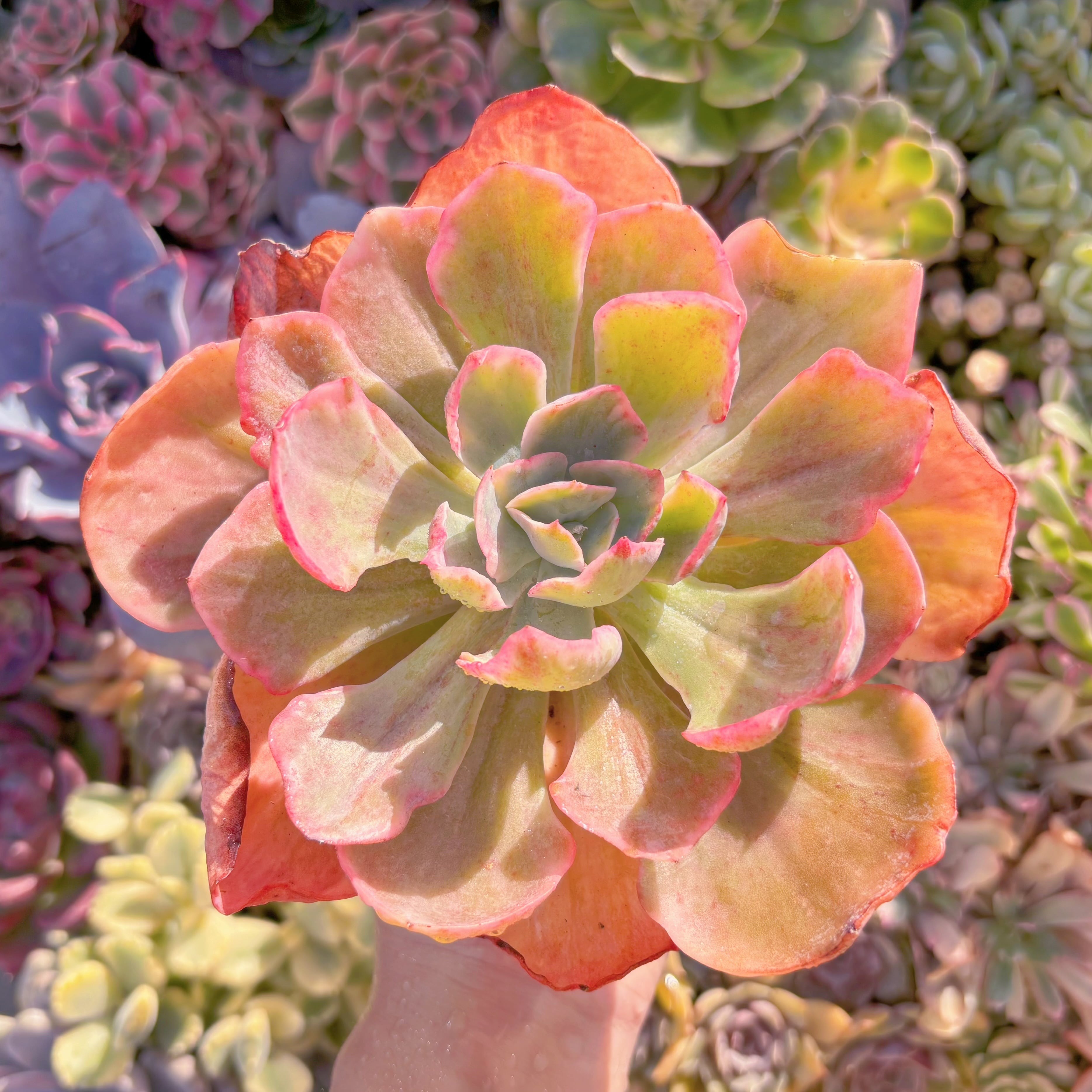 多肉植物　ディックライト錦　新入荷　るる農園