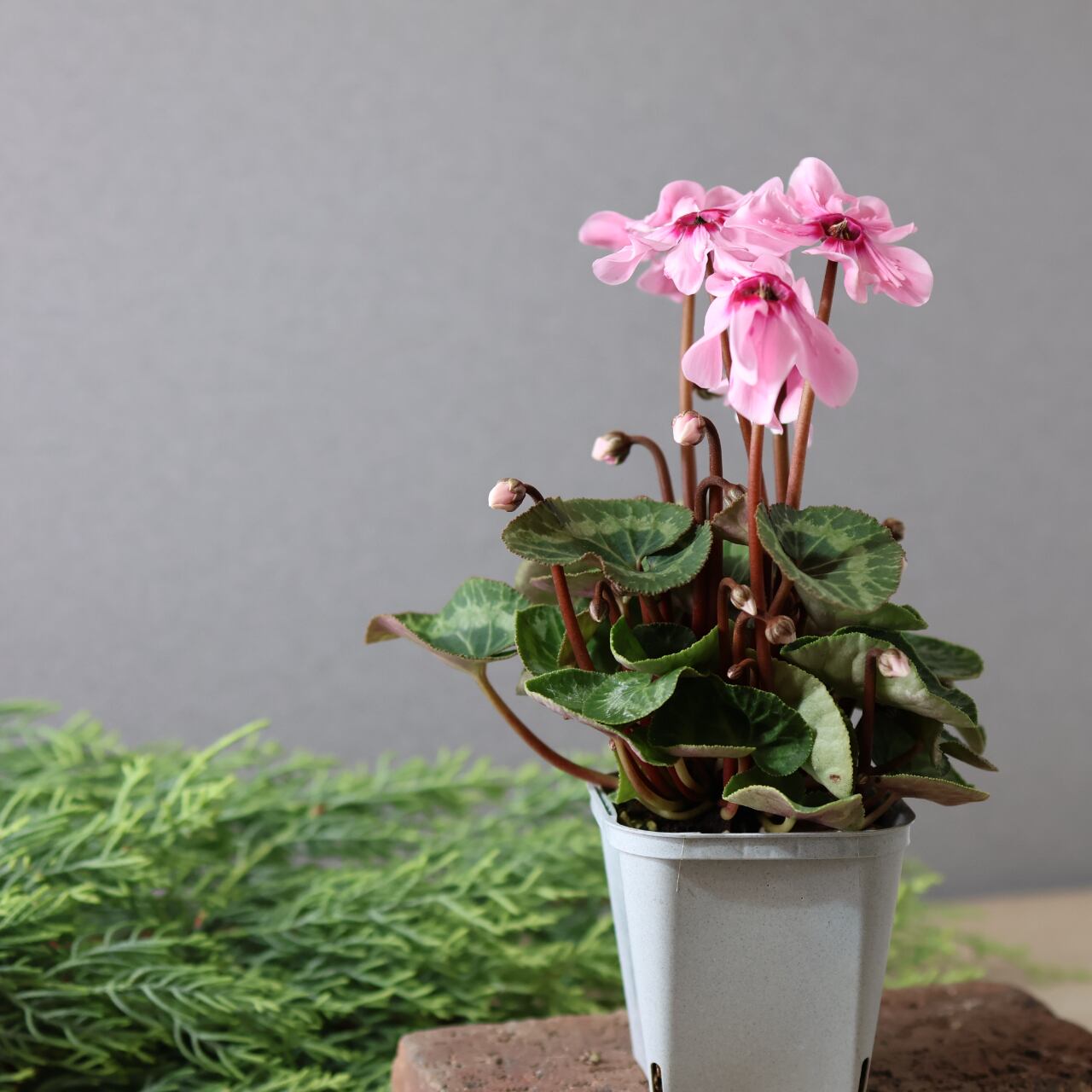 436上向きの花が株を覆いつくすほど次々と咲く『シクラメン