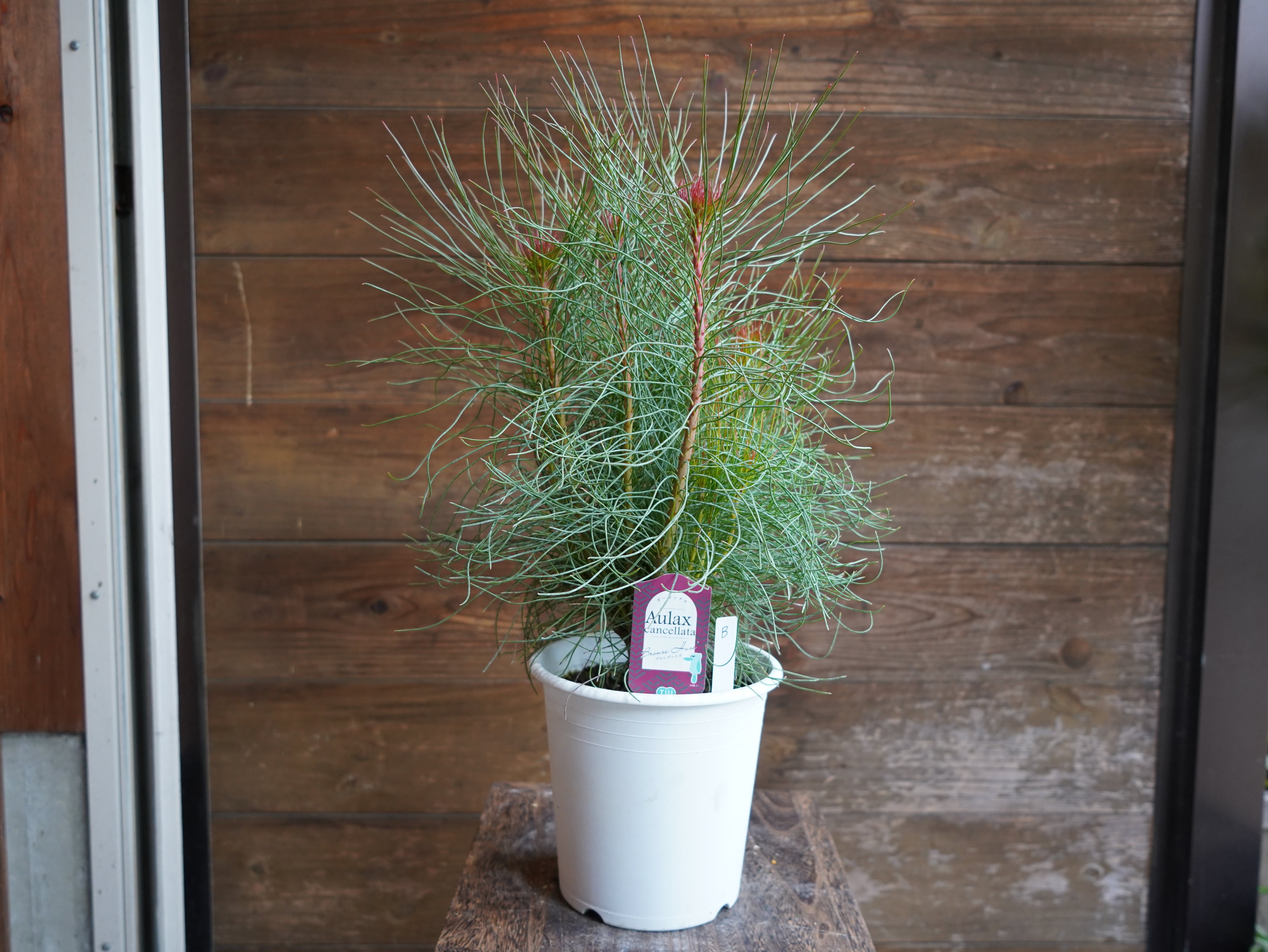 【現物】オーラックス　カンセラータ　”ブロンズヘイズ”　B