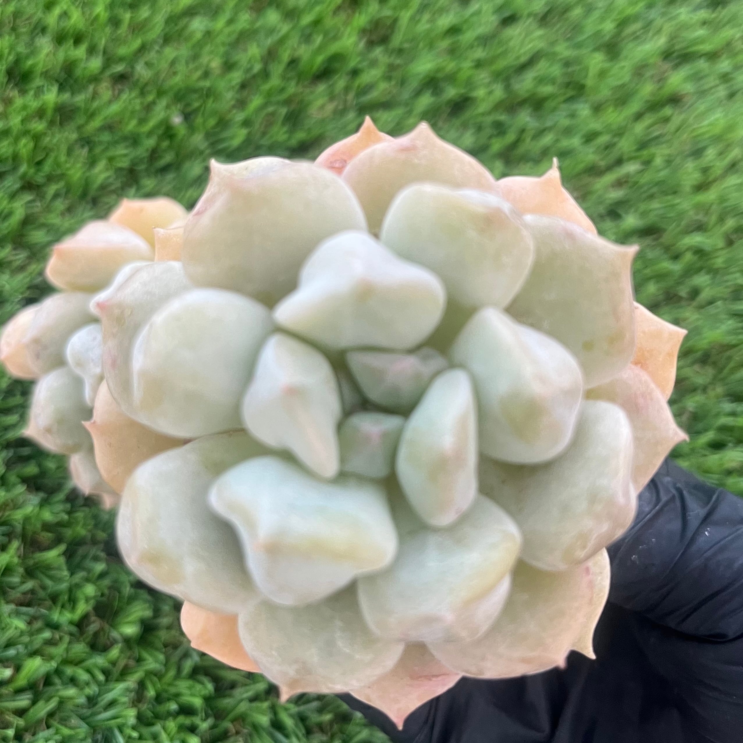 キュービックフロスティ錦 | Pay ID