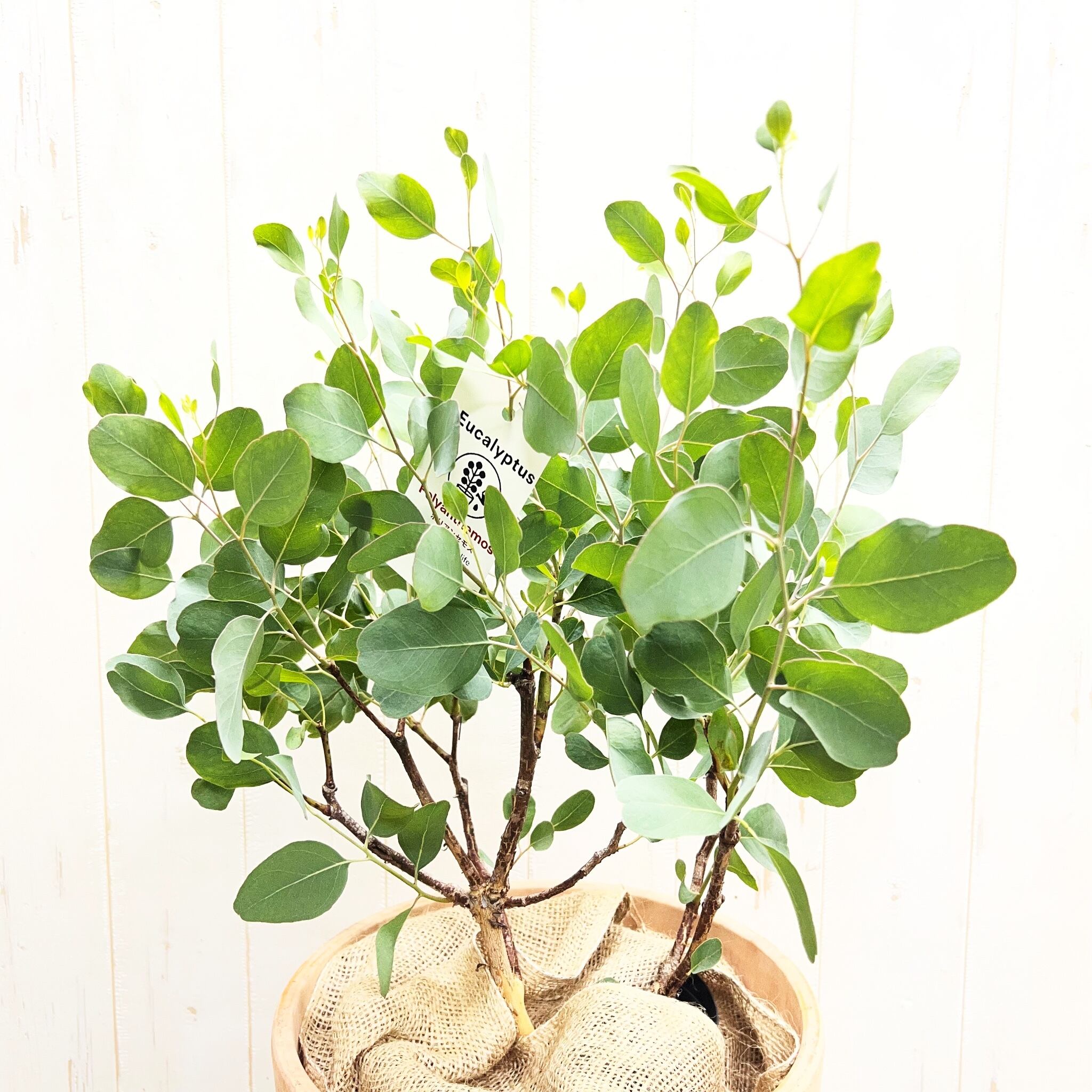 ユーカリ ポポラス テラコッタ鉢植え｜丸葉がかわいい人気品種